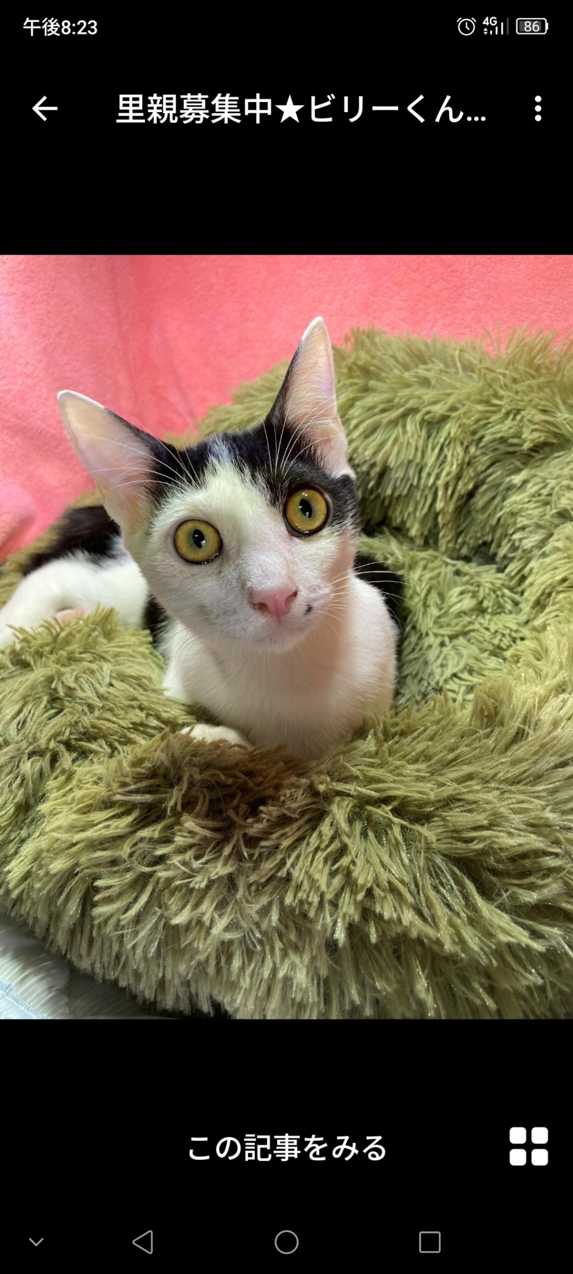 pet-image-2
