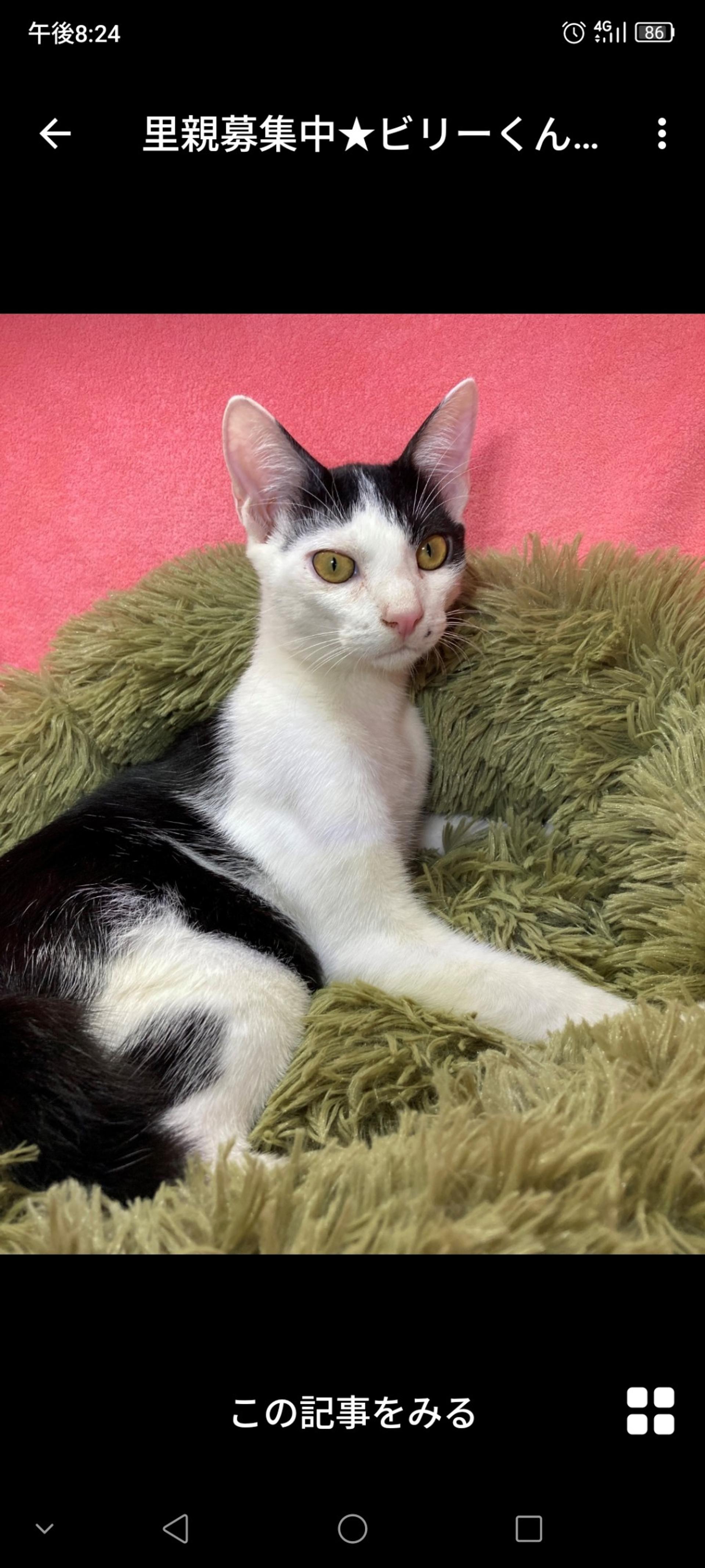 pet-image-3