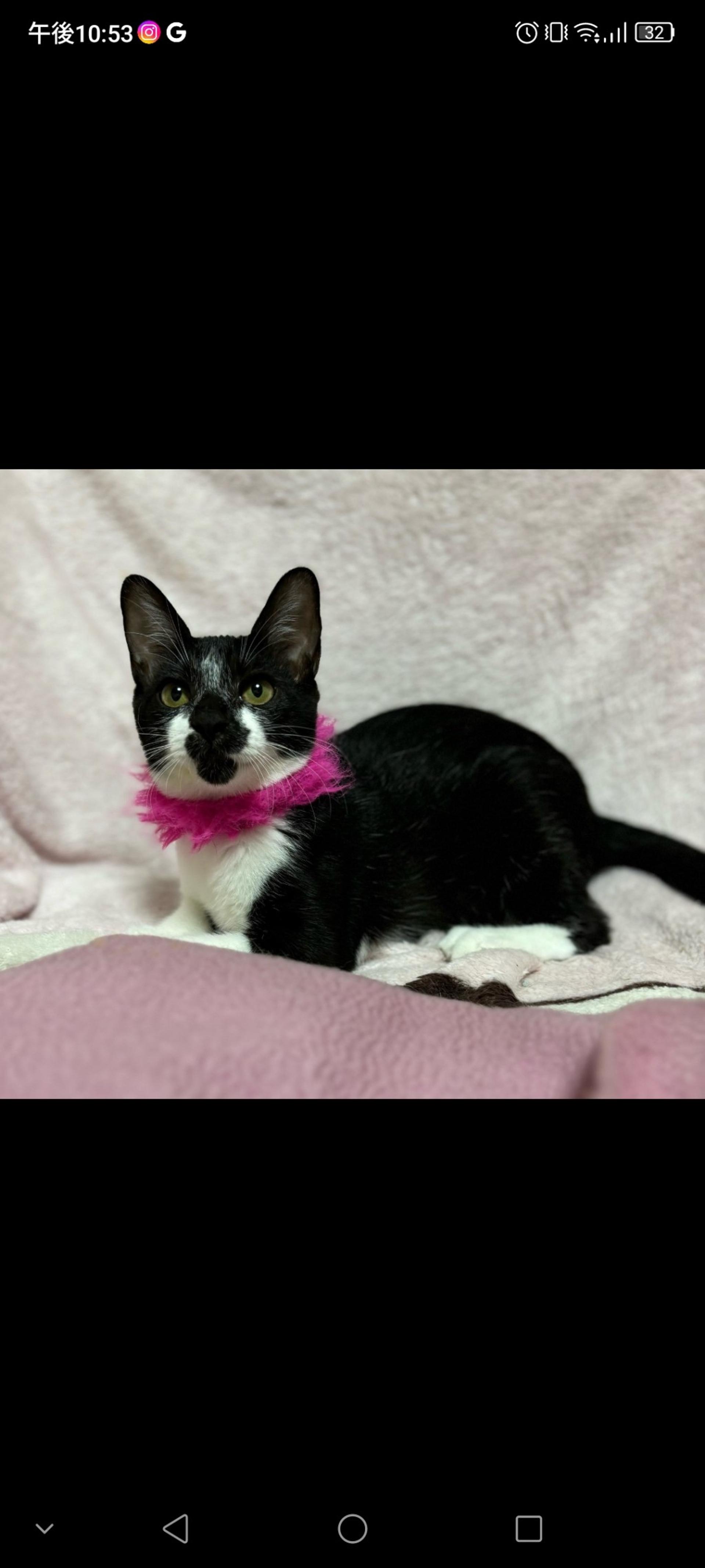 pet-image-2