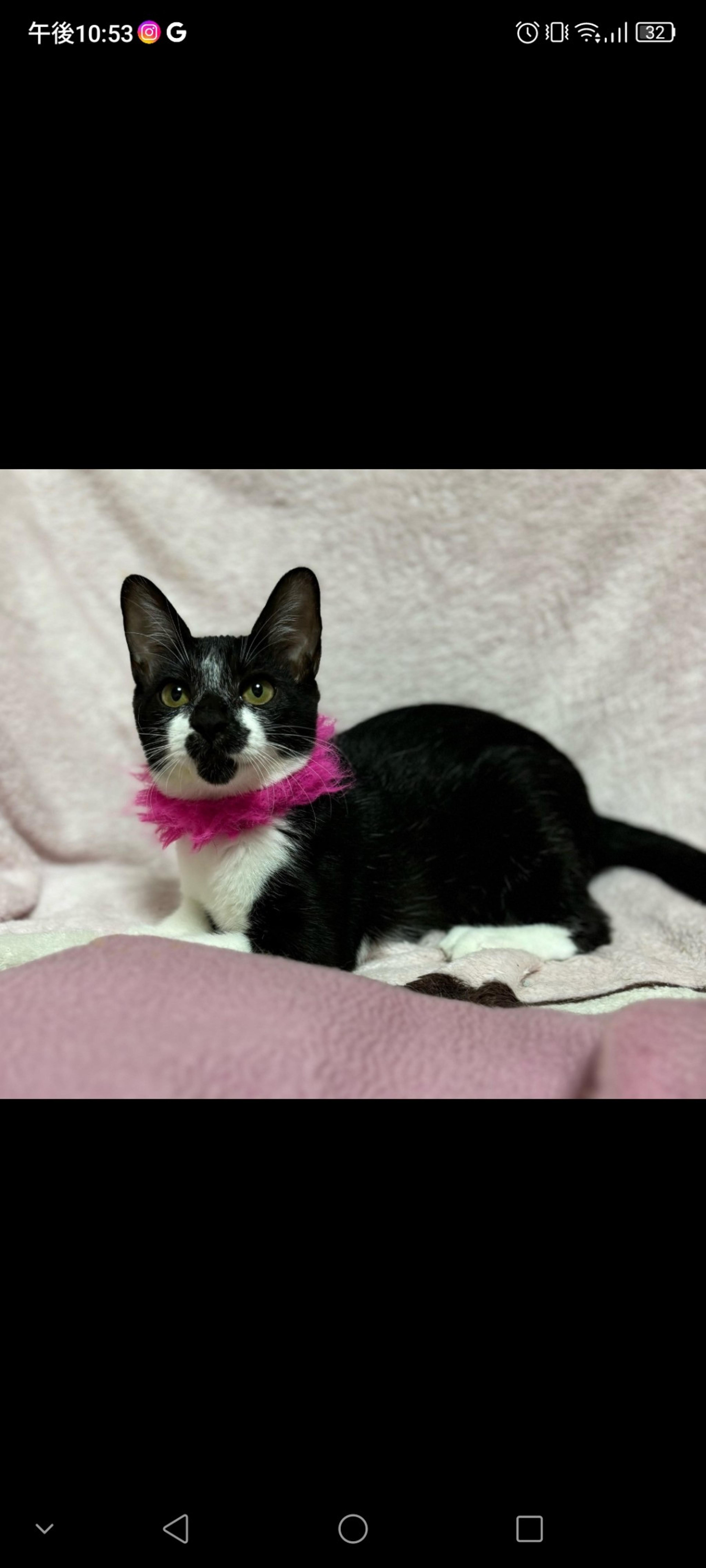 pet-image-2