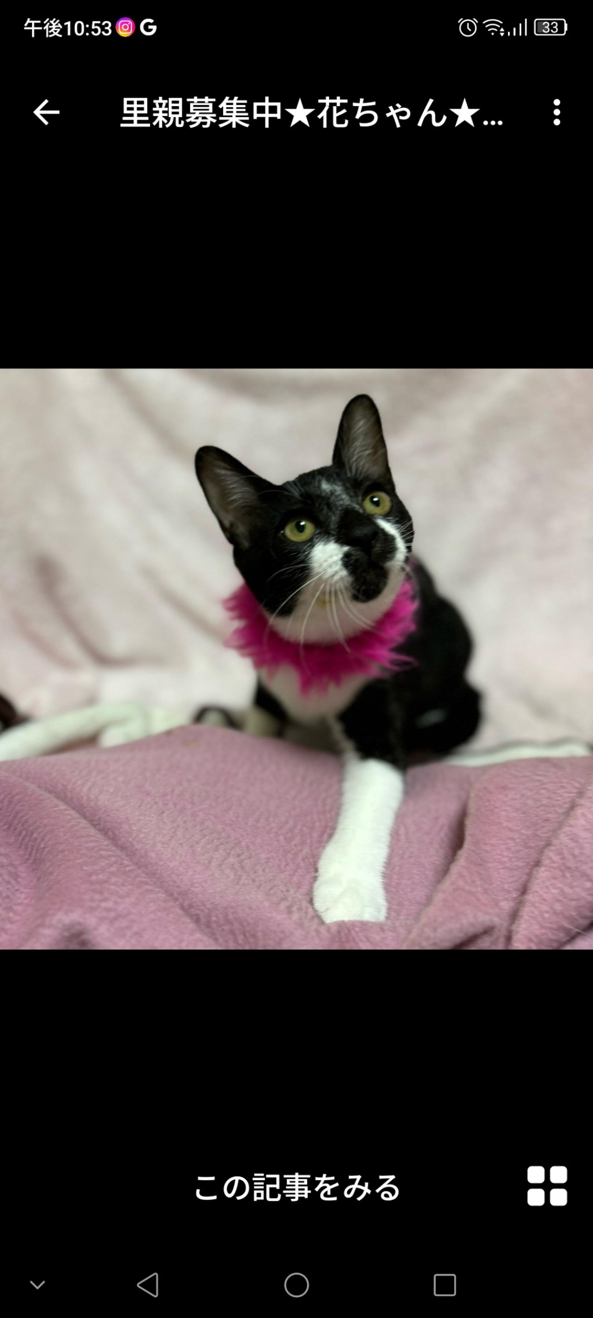 pet-image-3