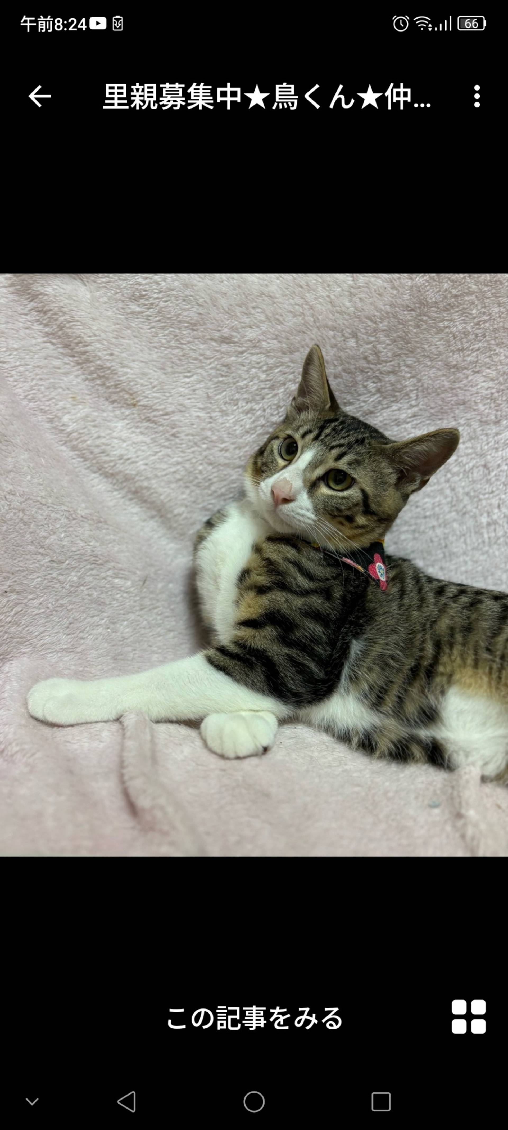 雑種（ミックス猫）・オスの里親募集の写真