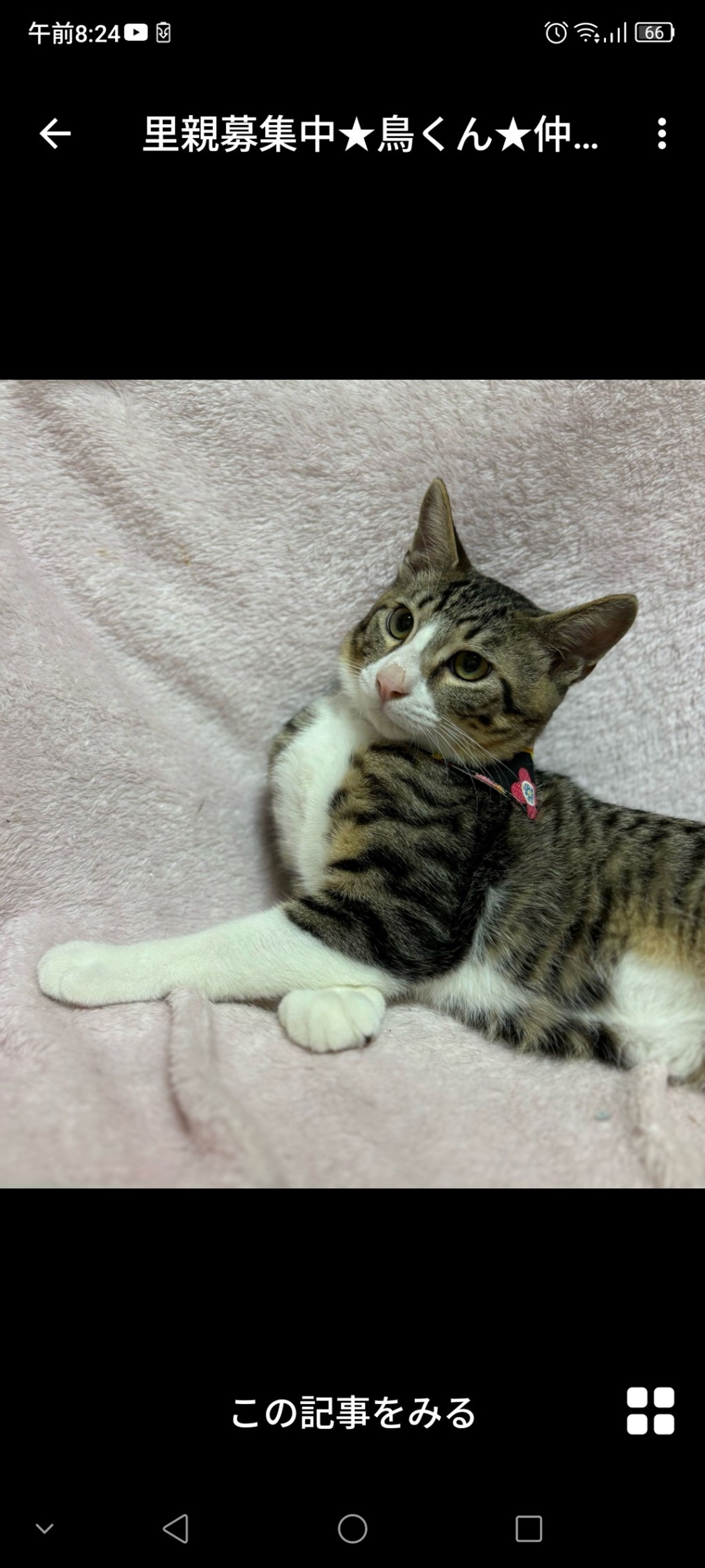 雑種（ミックス猫）・オスの里親募集の写真