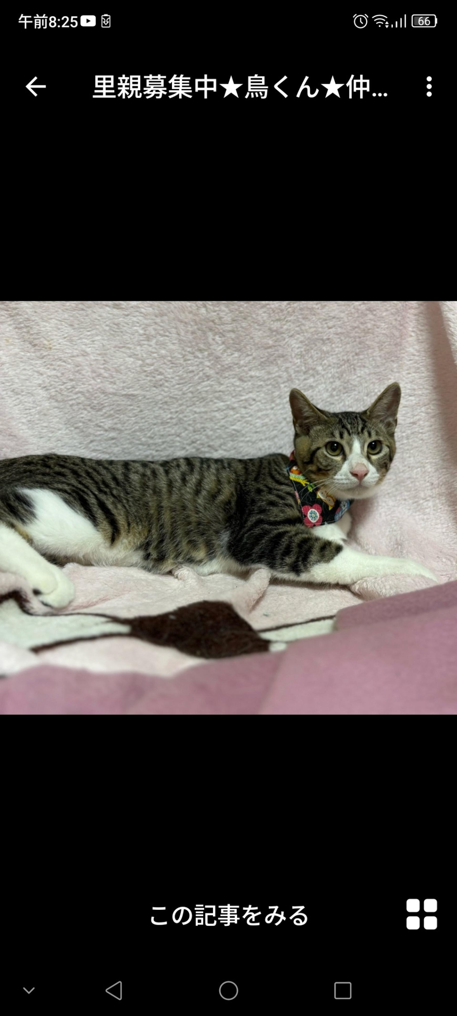 pet-image-2