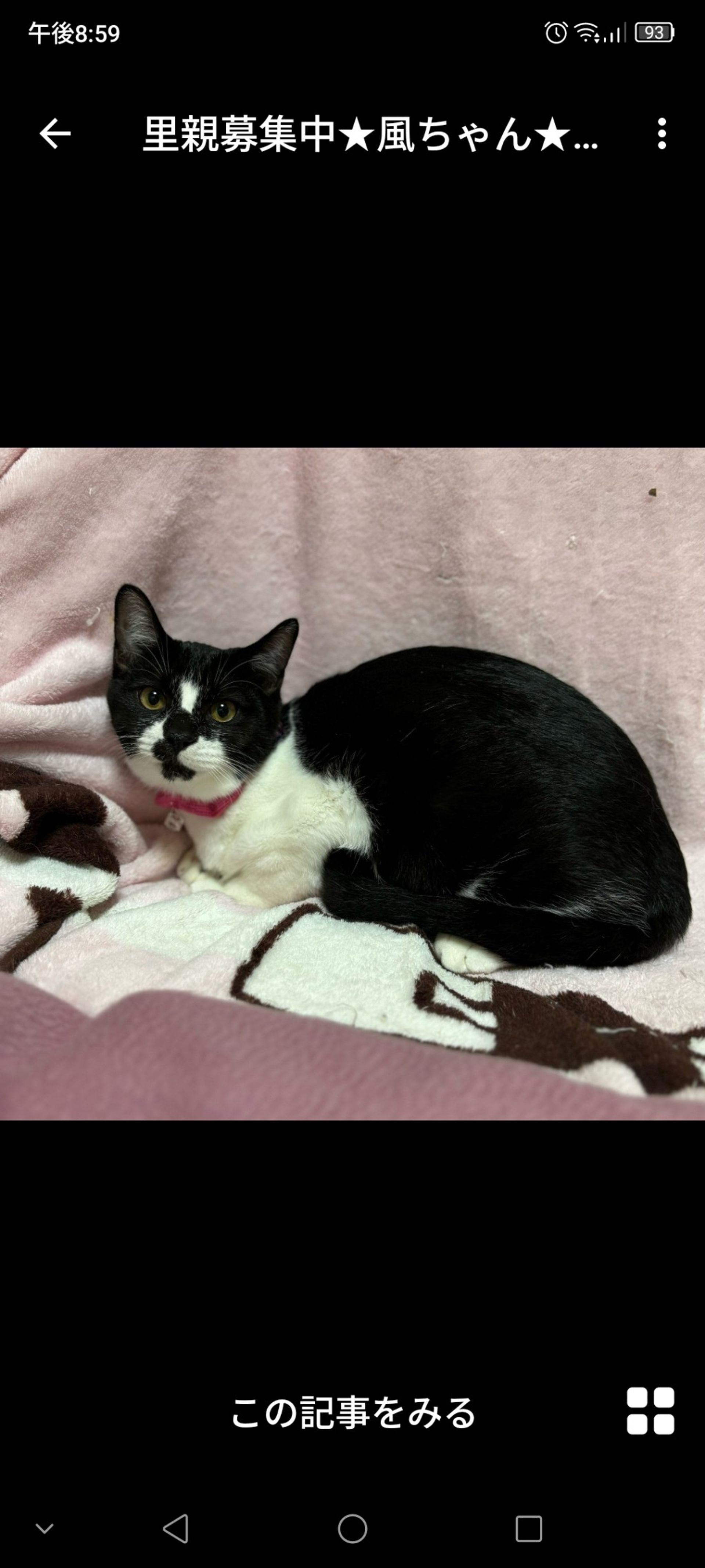 雑種（ミックス猫）・メスの里親募集の写真