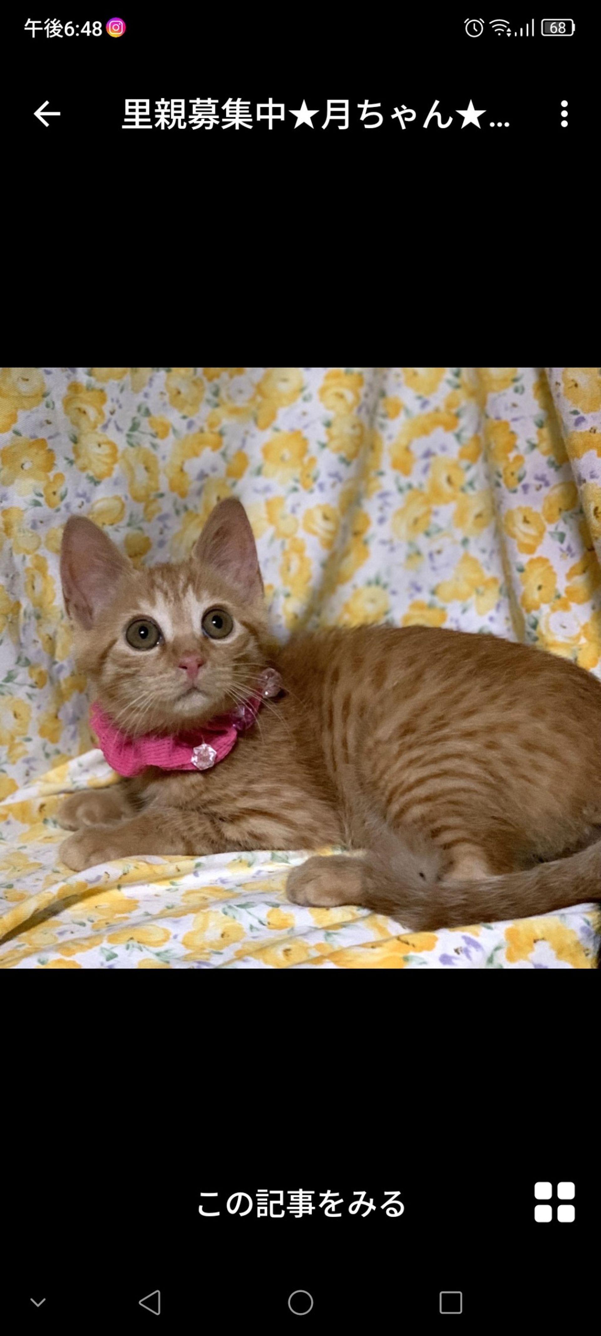 雑種（ミックス猫）・メスの里親募集の写真