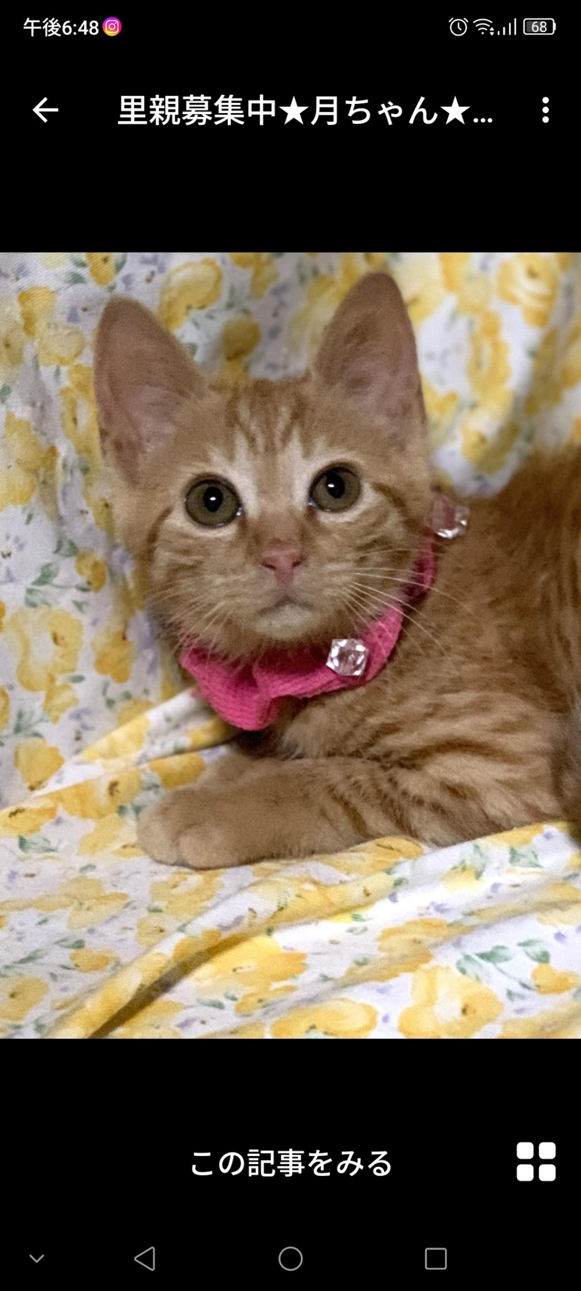 pet-image-2