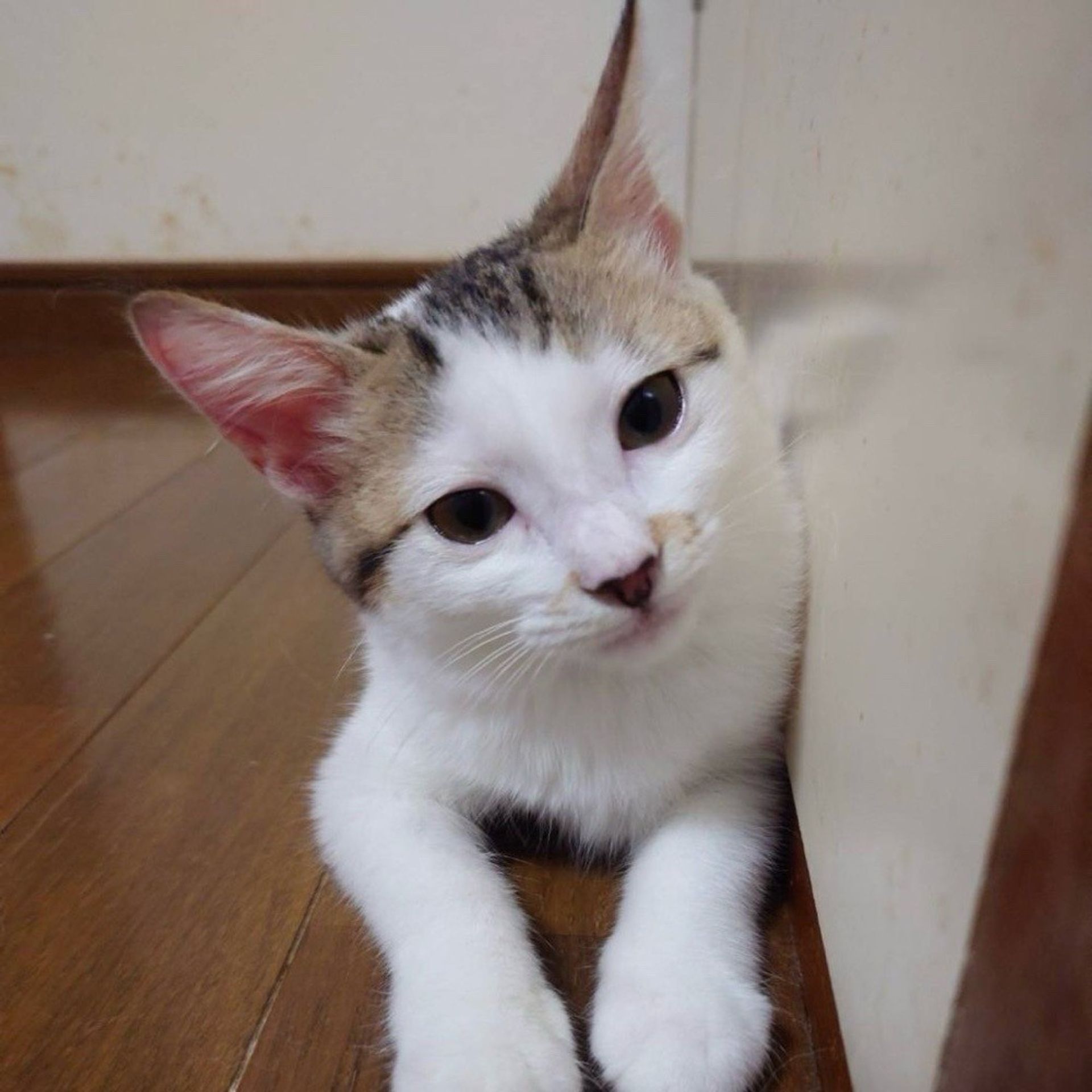 雑種（ミックス猫）・メスの里親募集の写真