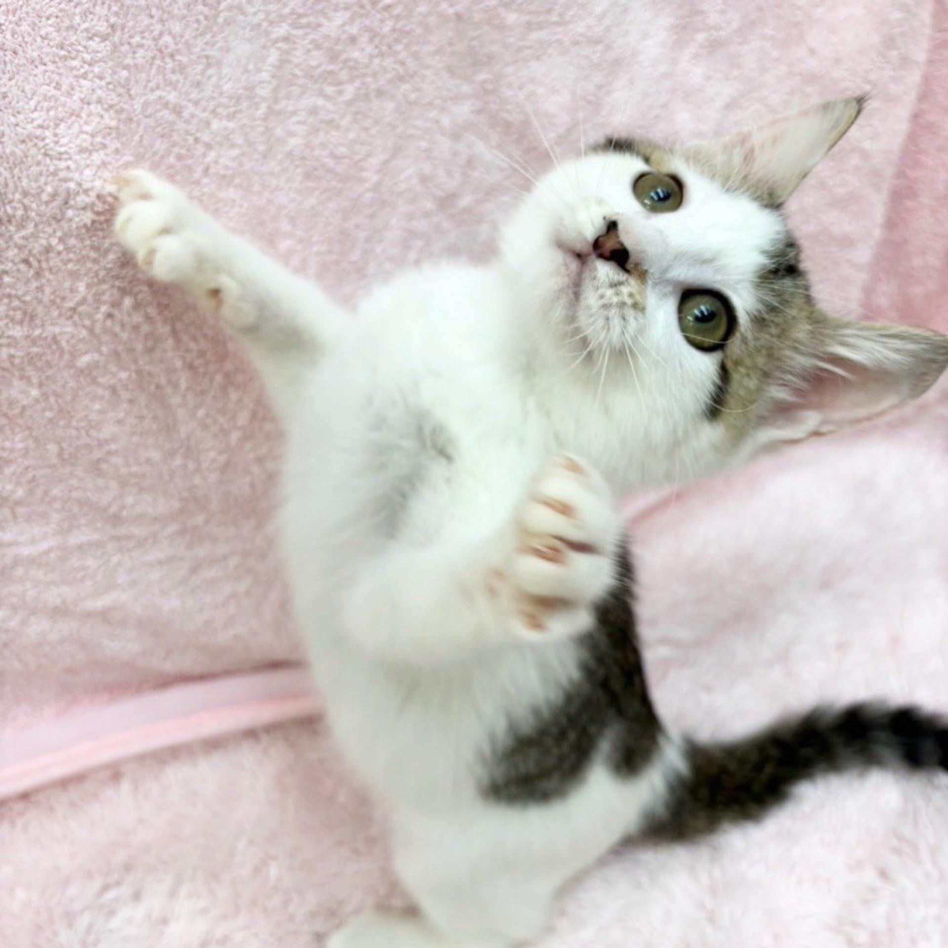 pet-image-3