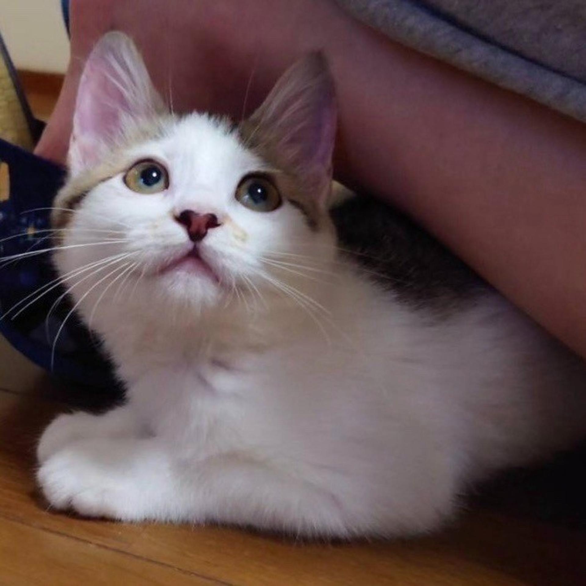 pet-image-4
