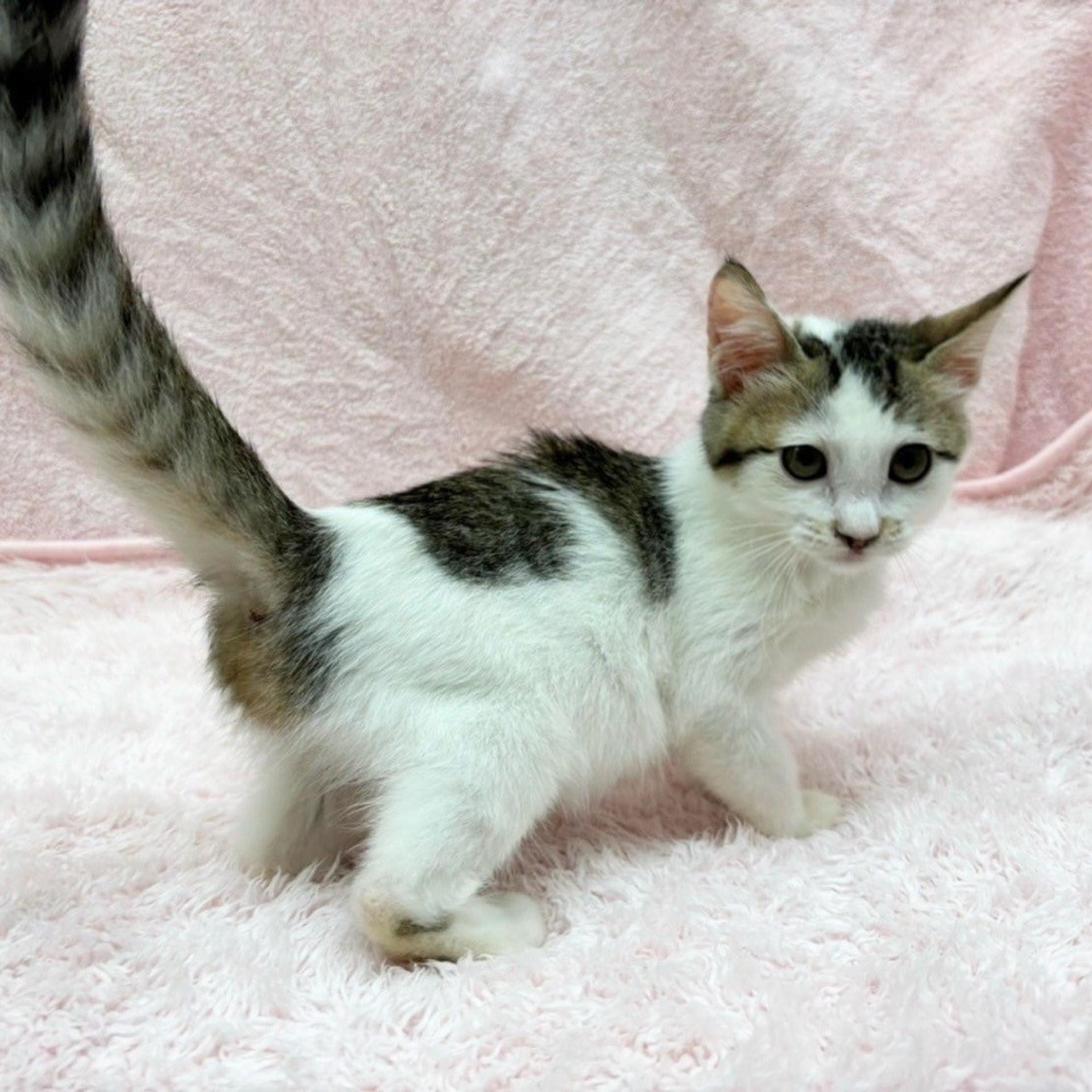 pet-image-5