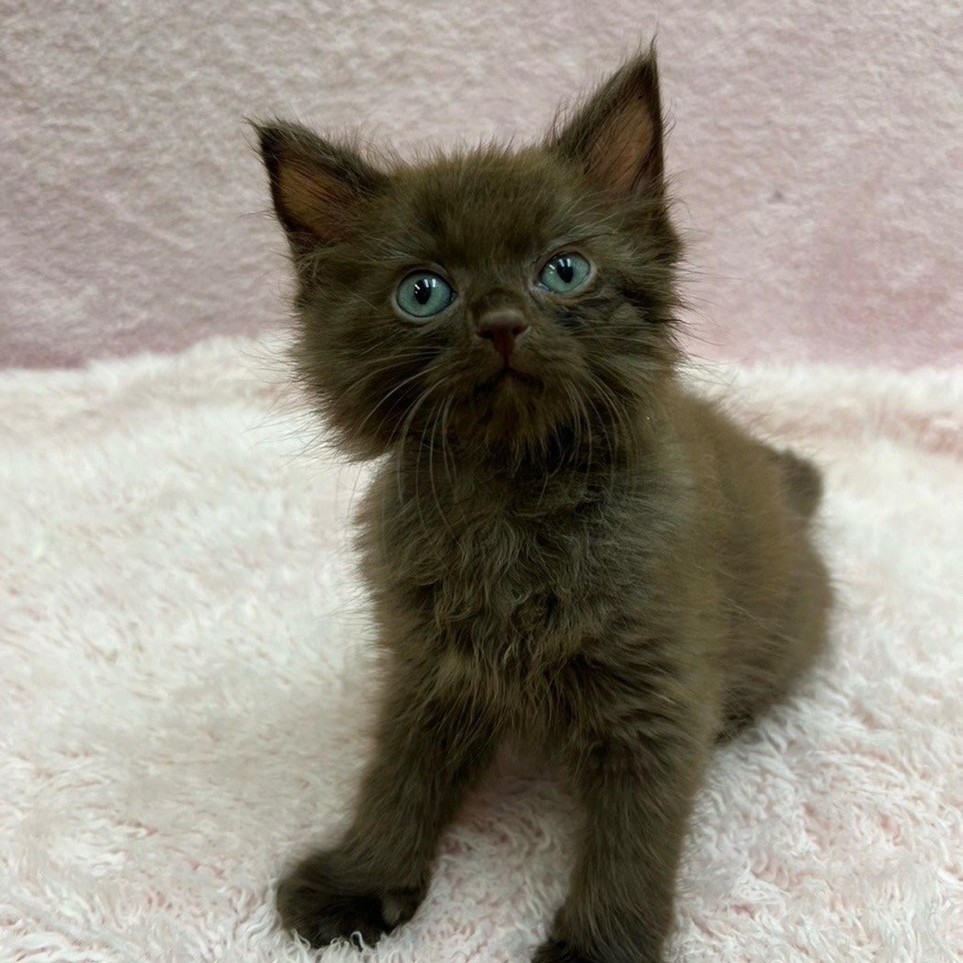 pet-image-4