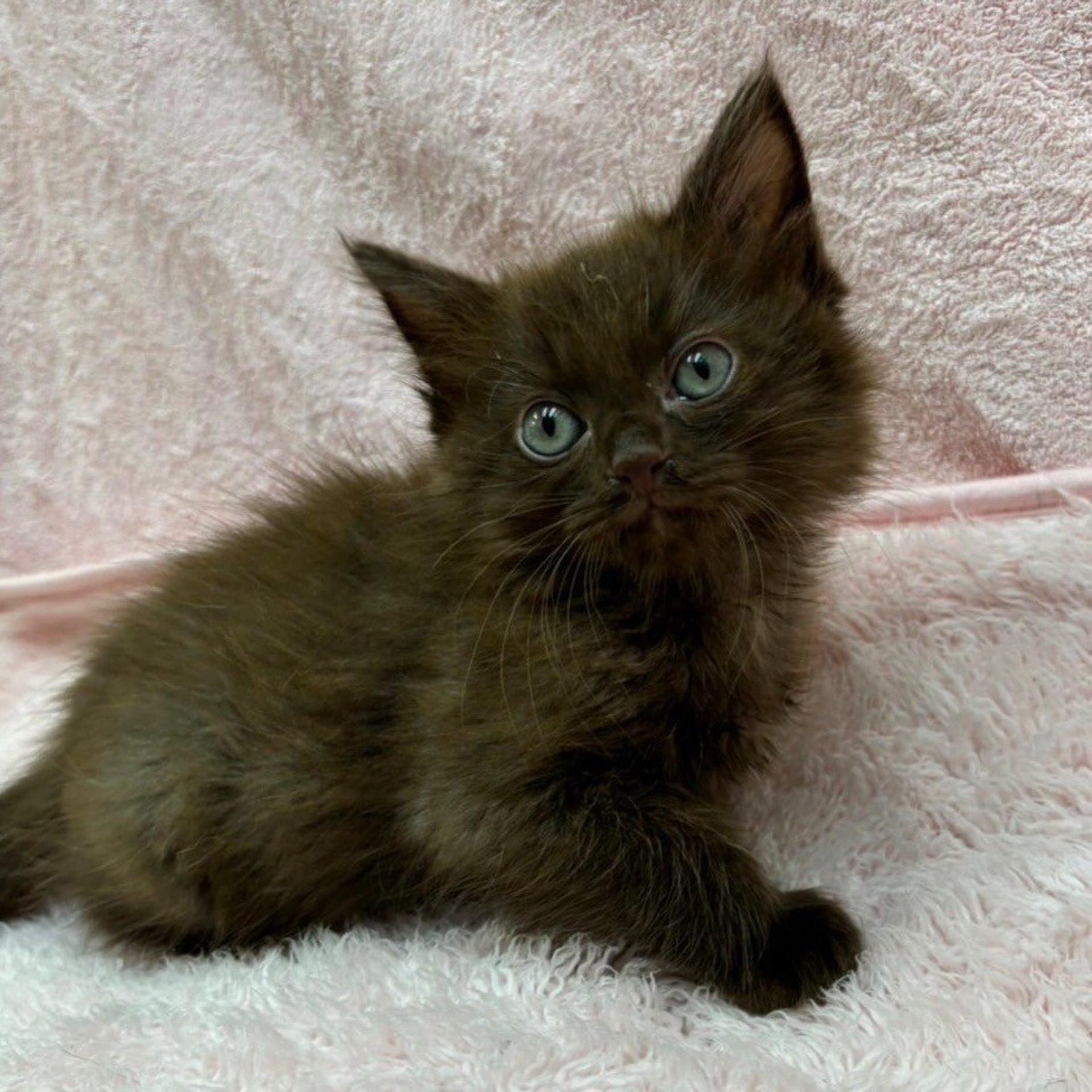 pet-image-5