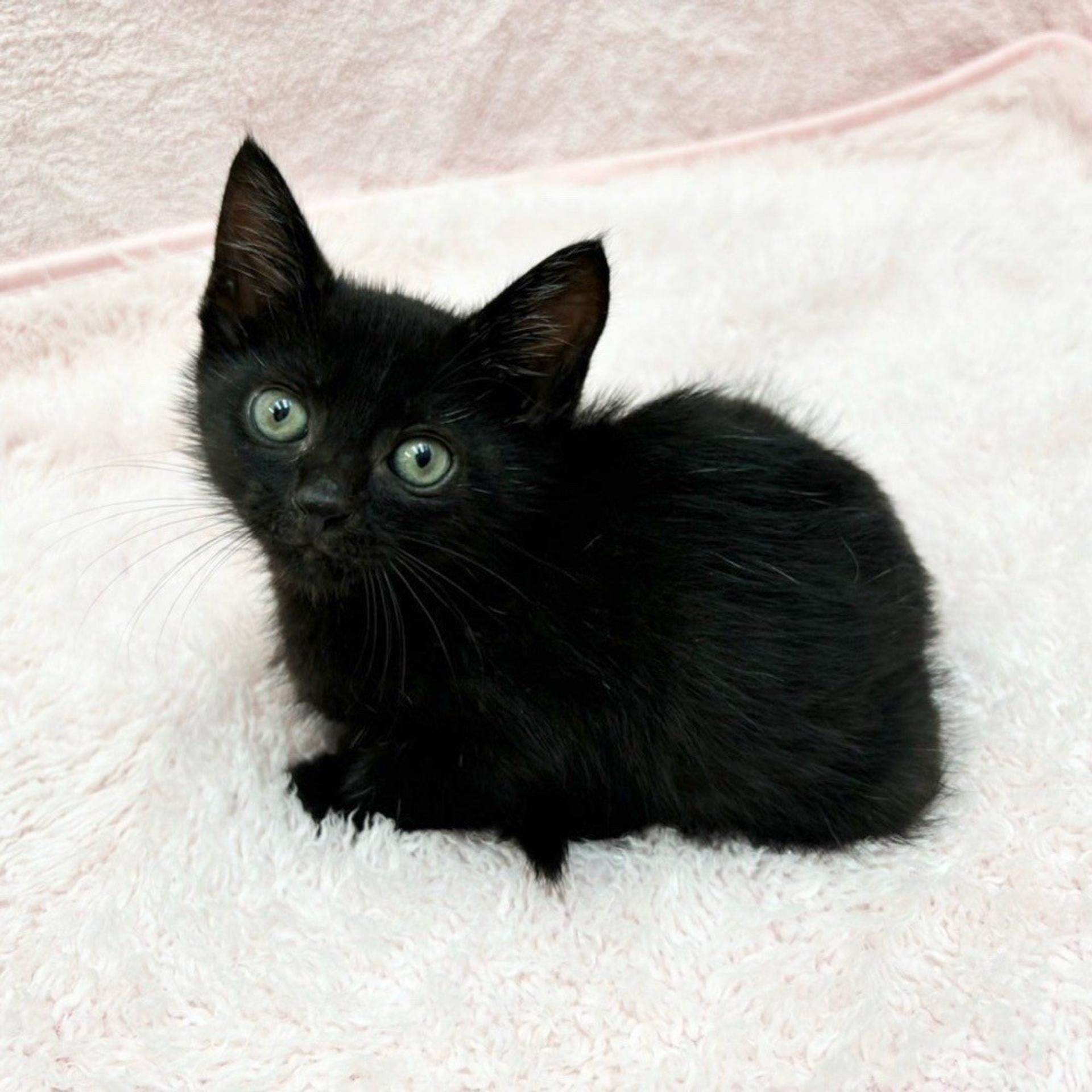 pet-image-6