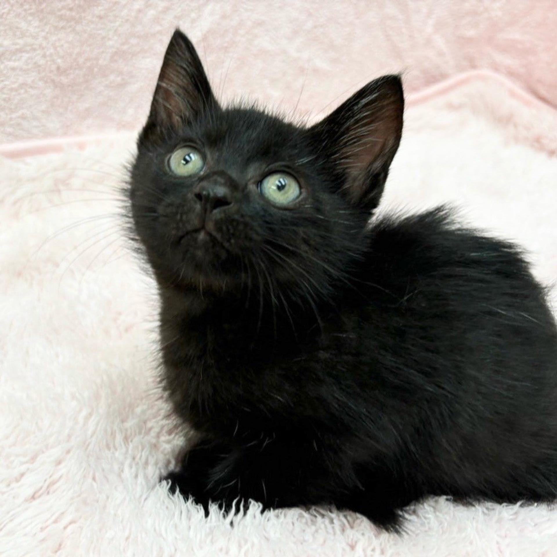pet-image-4