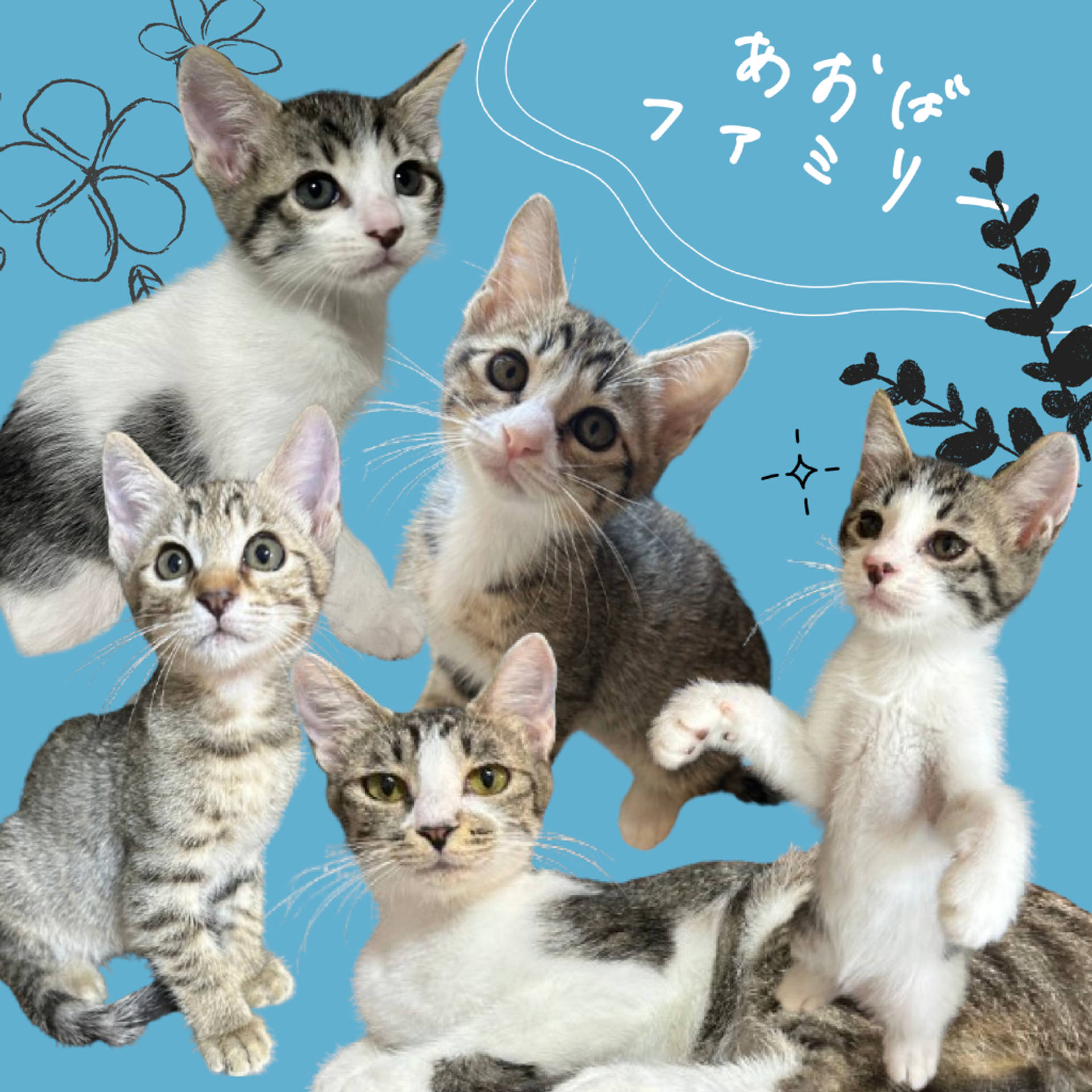 雑種（ミックス猫）・メスの里親募集の写真
