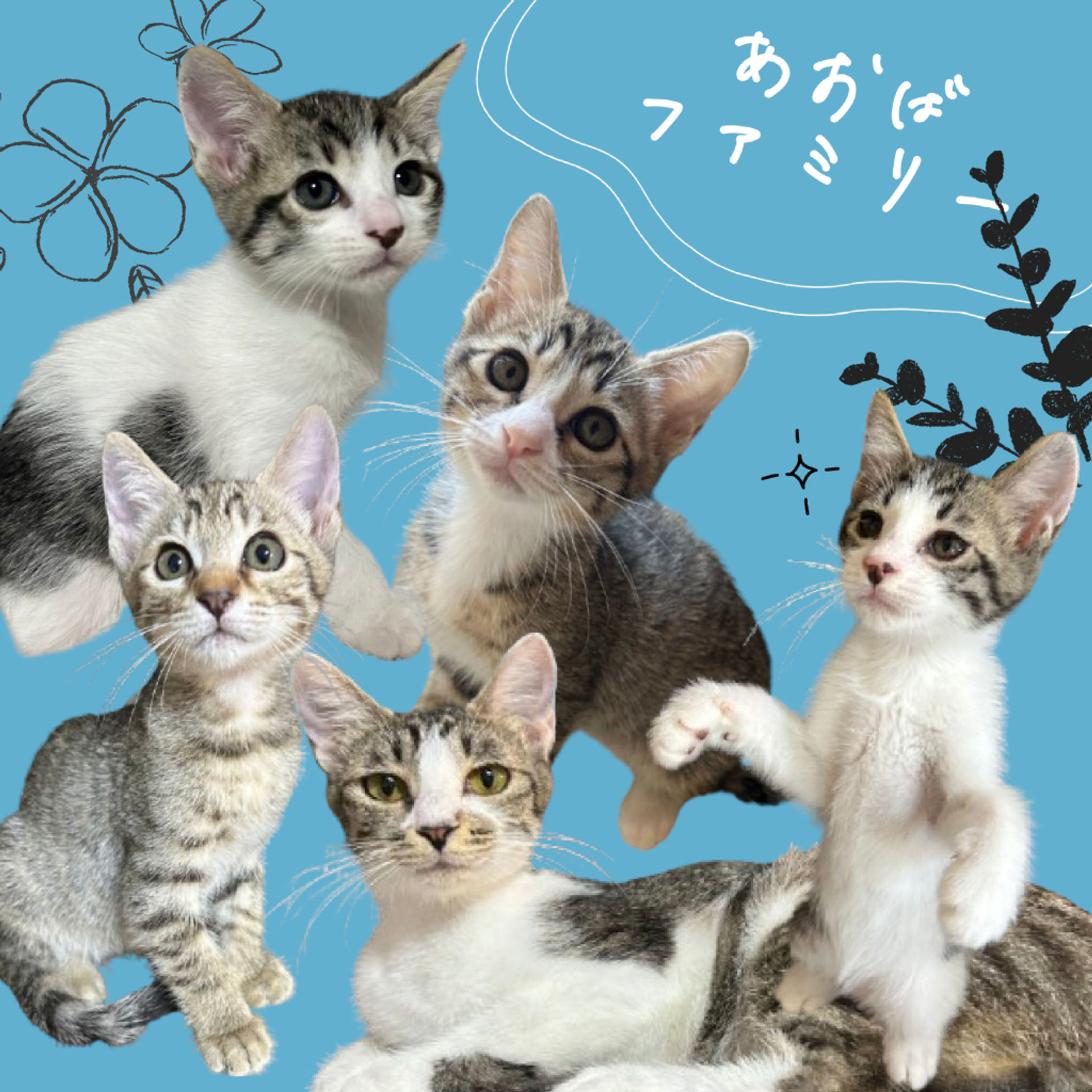 雑種（ミックス猫）・メスの里親募集の写真