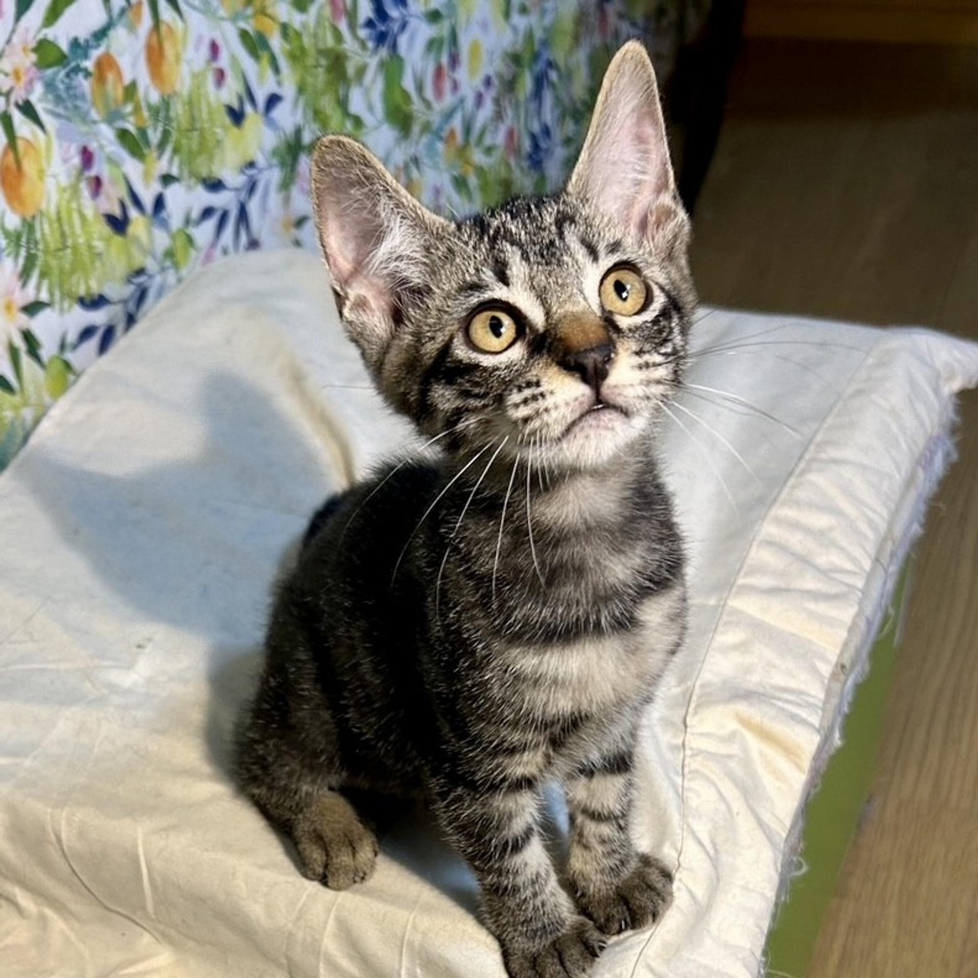 pet-image-3