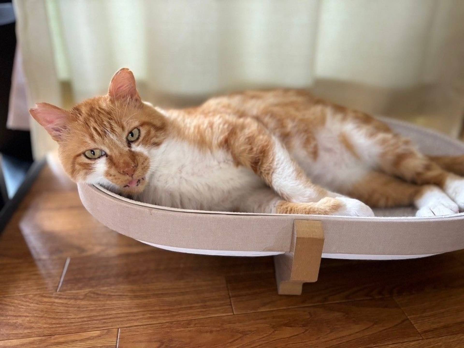 雑種（ミックス猫）・オスの里親募集の写真