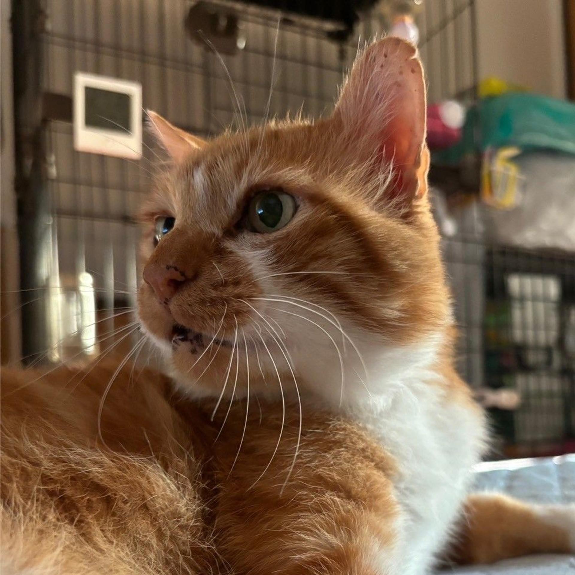 pet-image-4