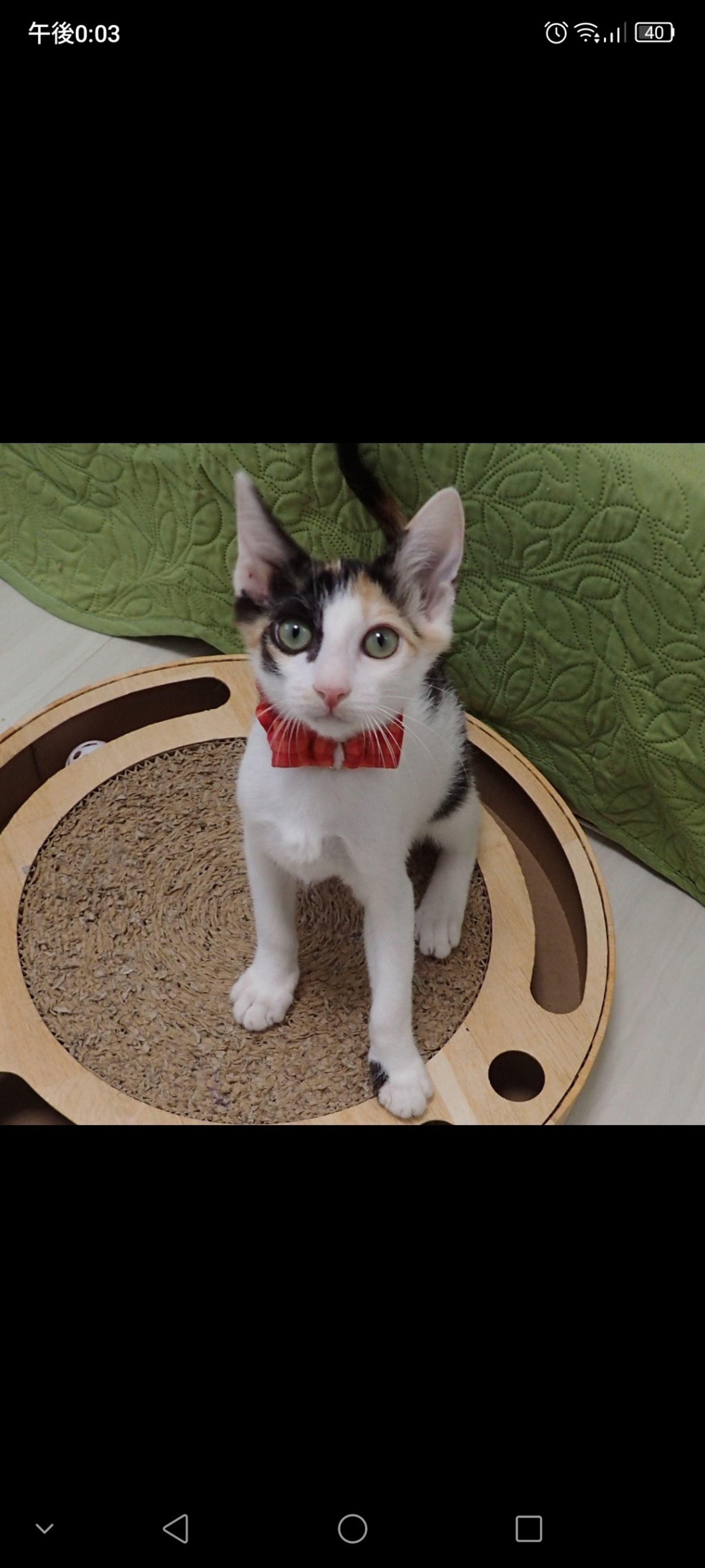 雑種（ミックス猫）・メスの里親募集の写真