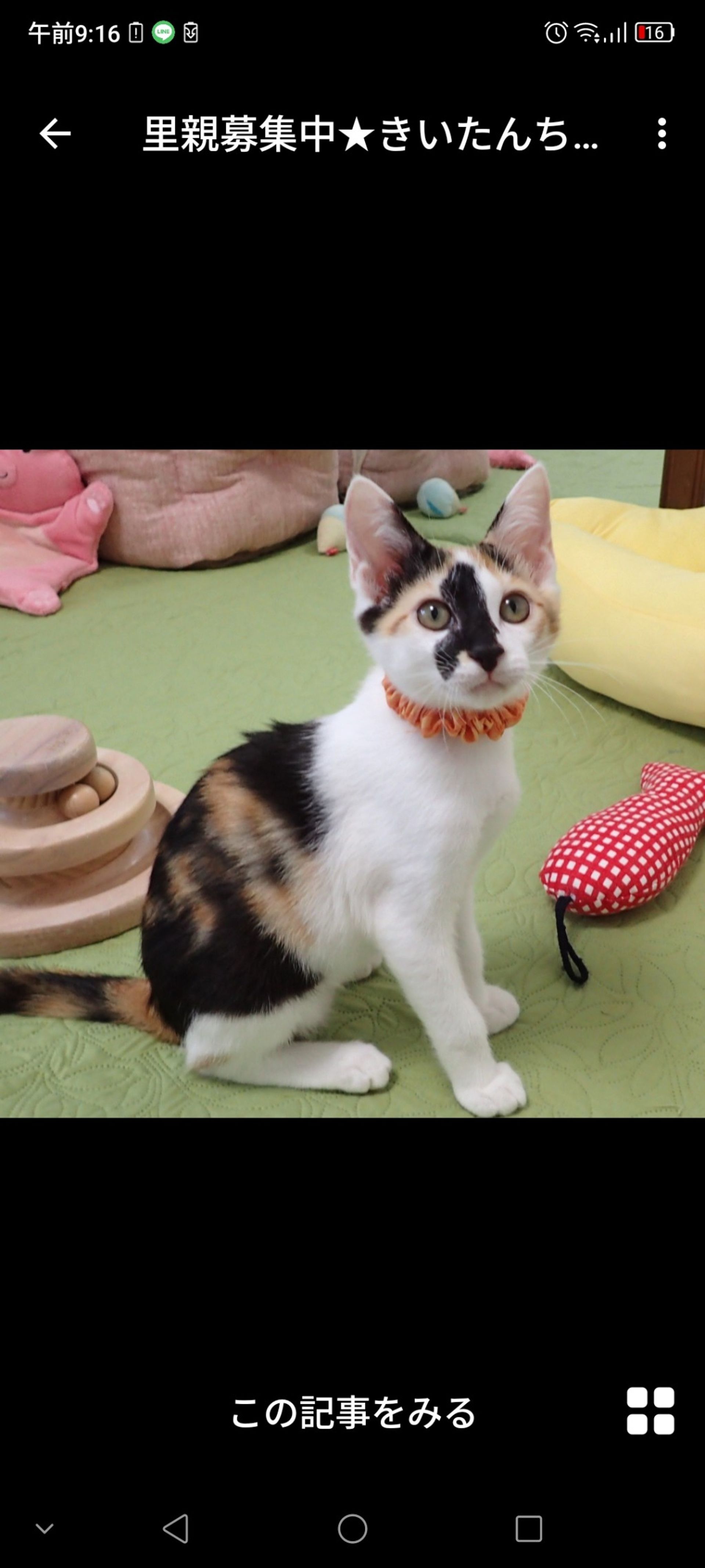 日本猫・メスの里親募集の写真