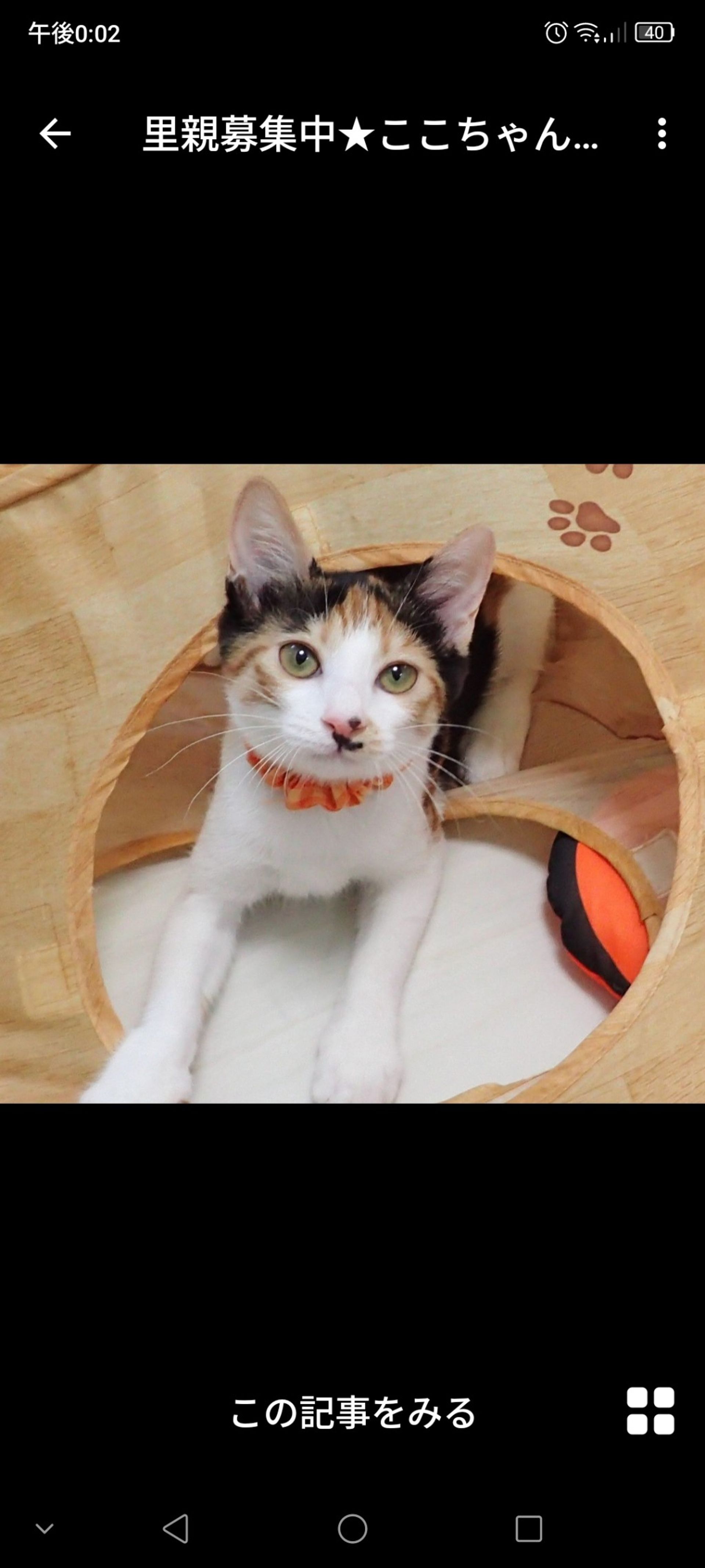 日本猫・メスの里親募集の写真