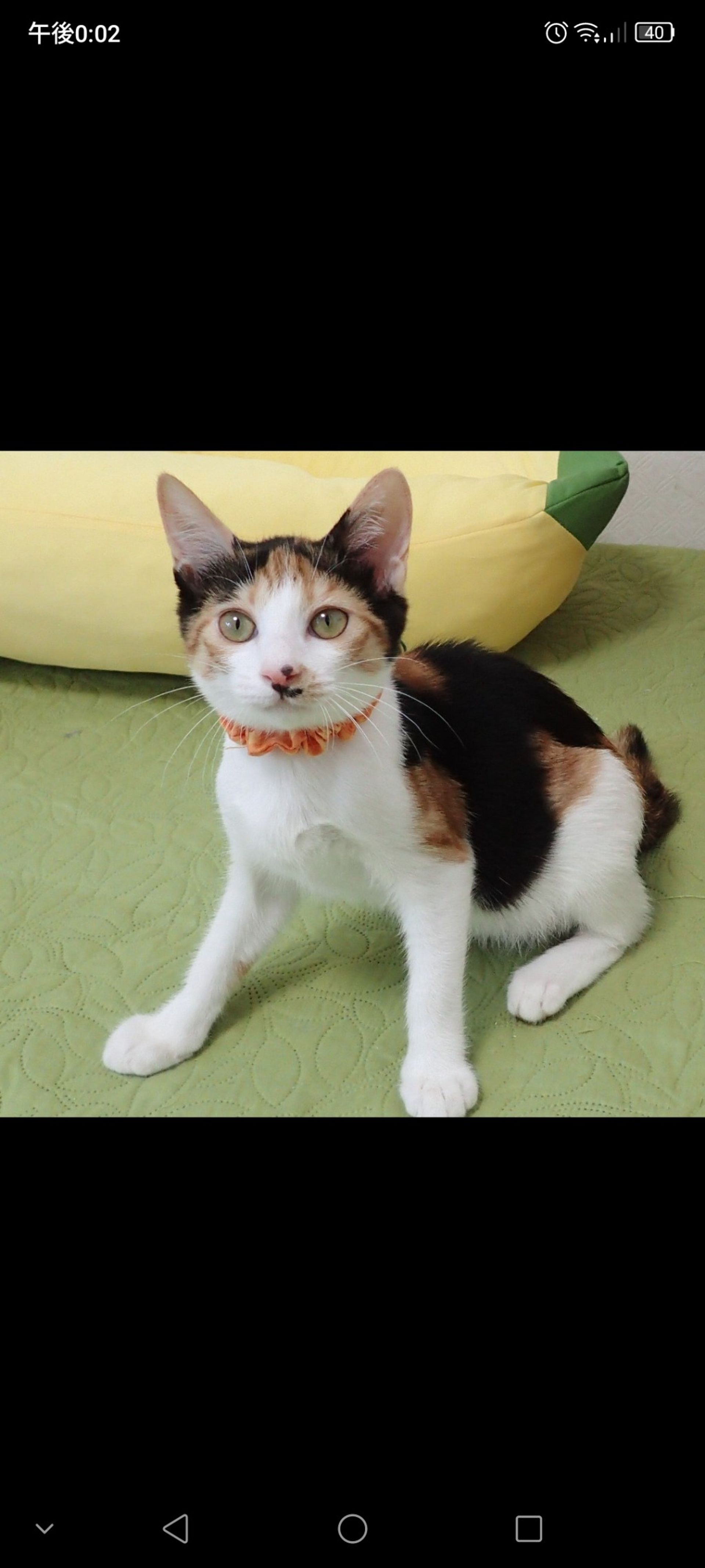 日本猫・メスの里親募集の写真
