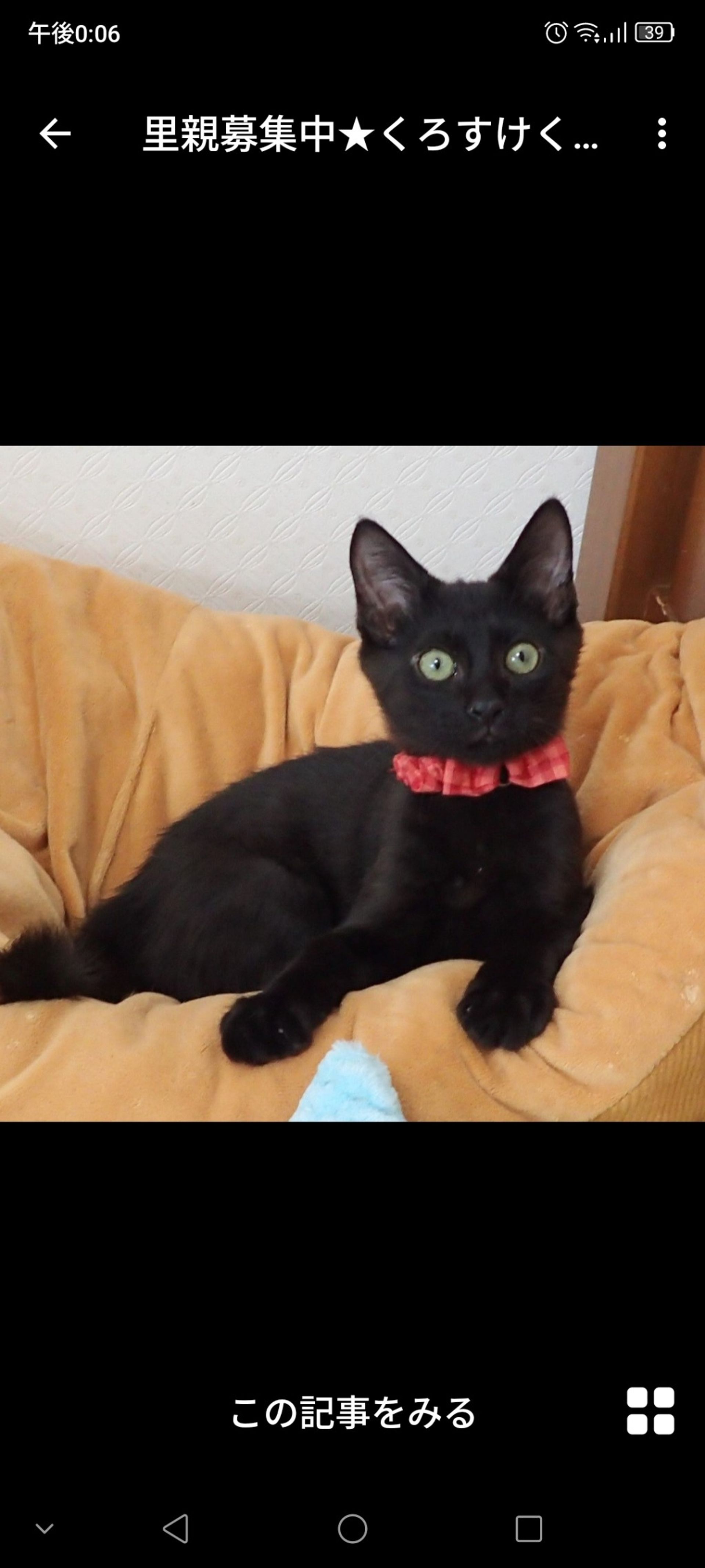 雑種（ミックス猫）・オスの里親募集の写真