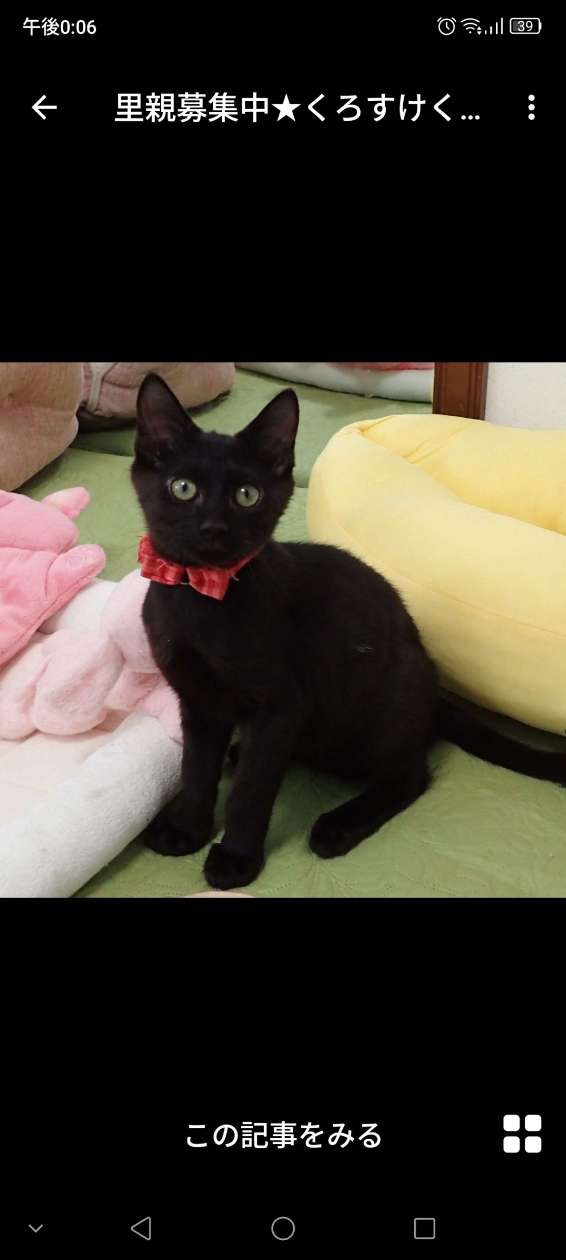 雑種（ミックス猫）・オスの里親募集の写真