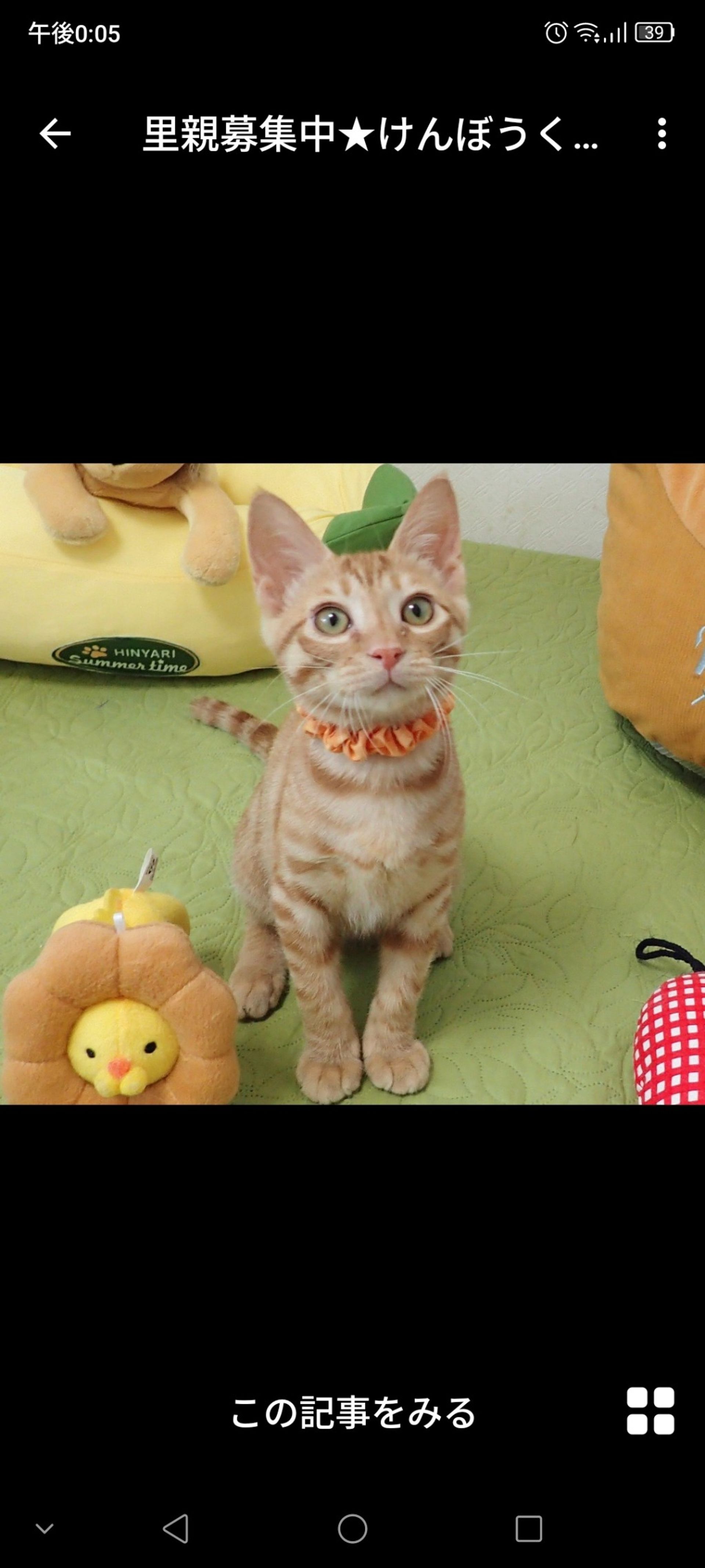 雑種（ミックス猫）・オスの里親募集の写真