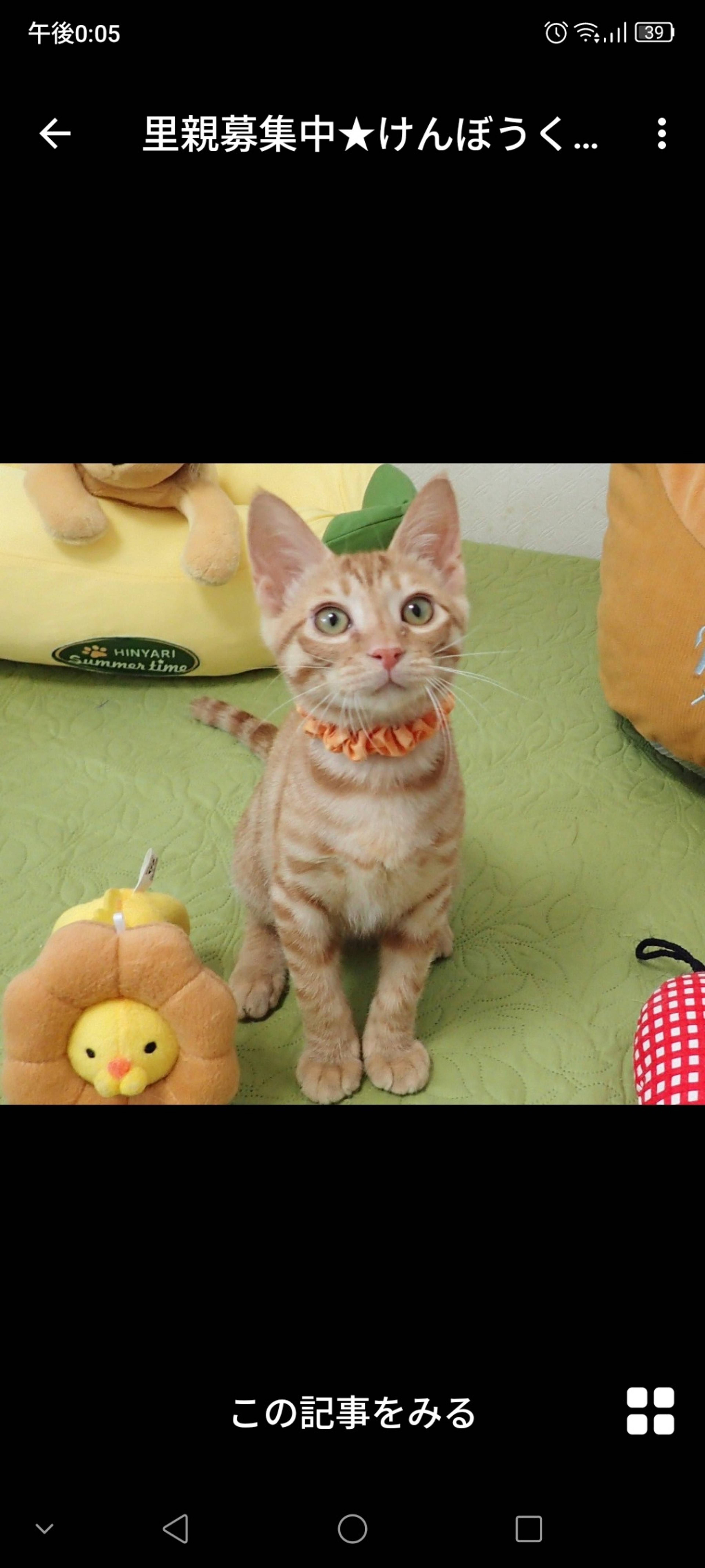 雑種（ミックス猫）・オスの里親募集の写真