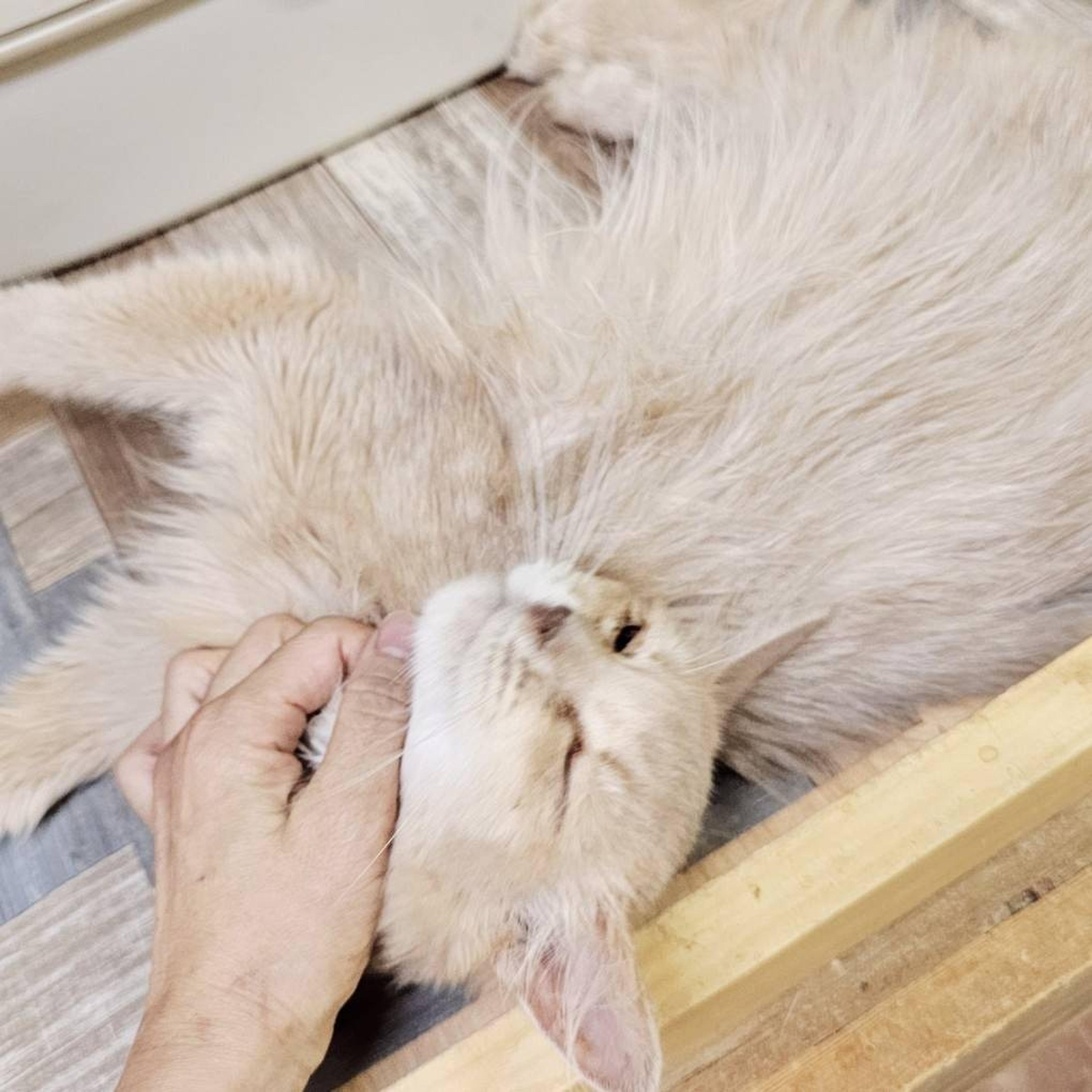 pet-image-2