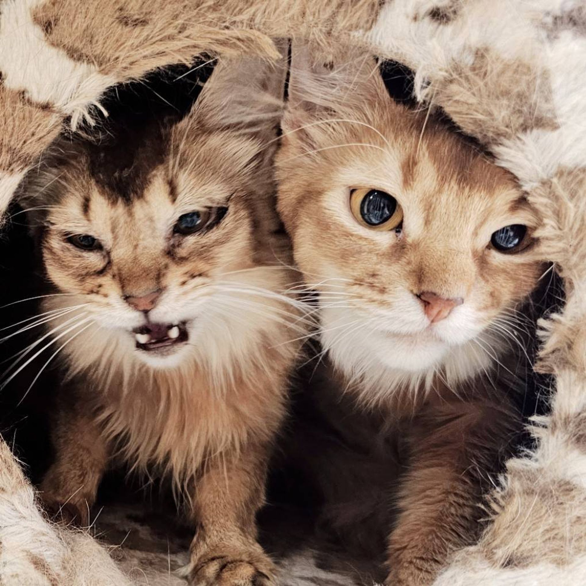 ソマリ・メスの里親募集の写真