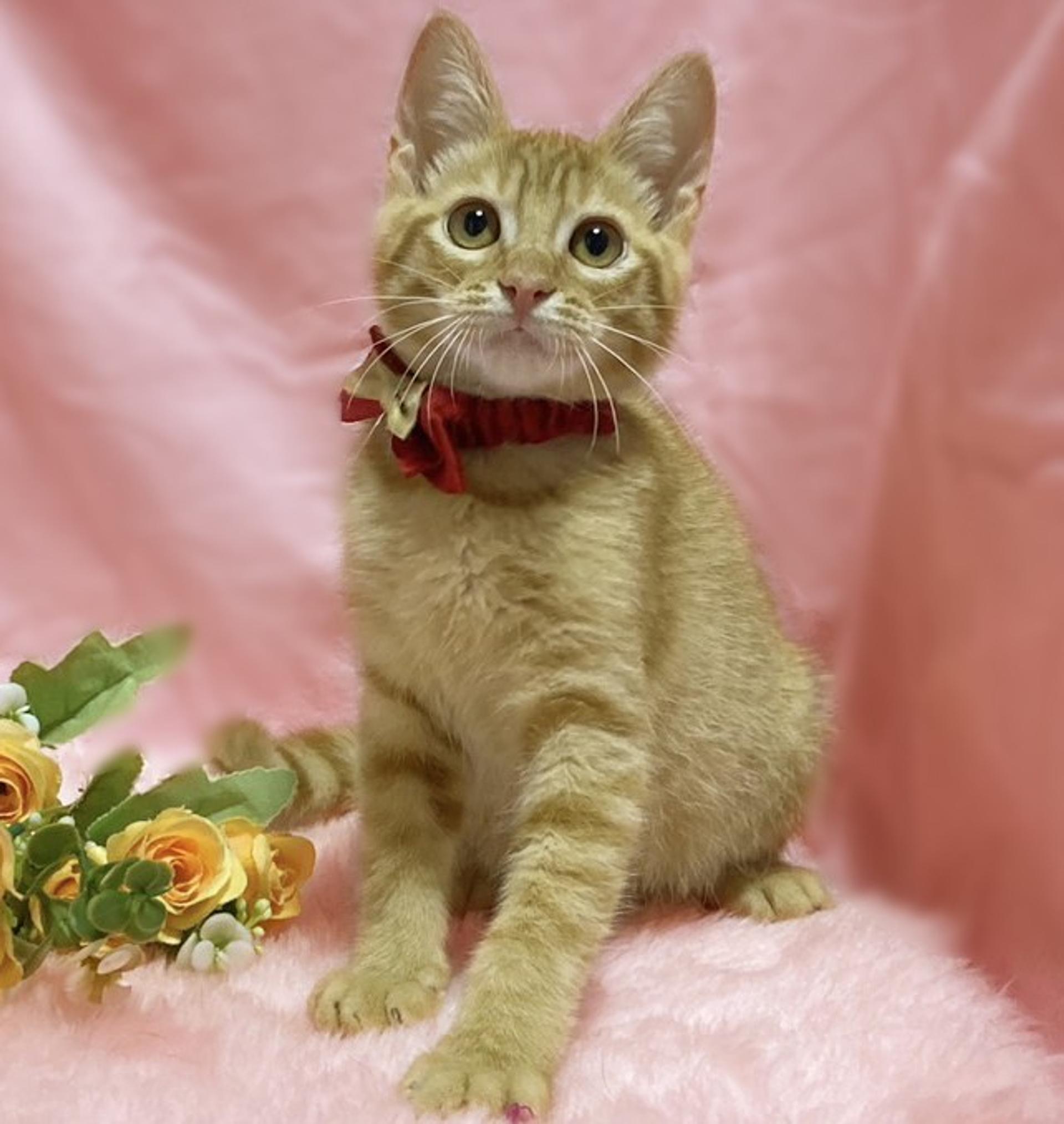 pet-image-3