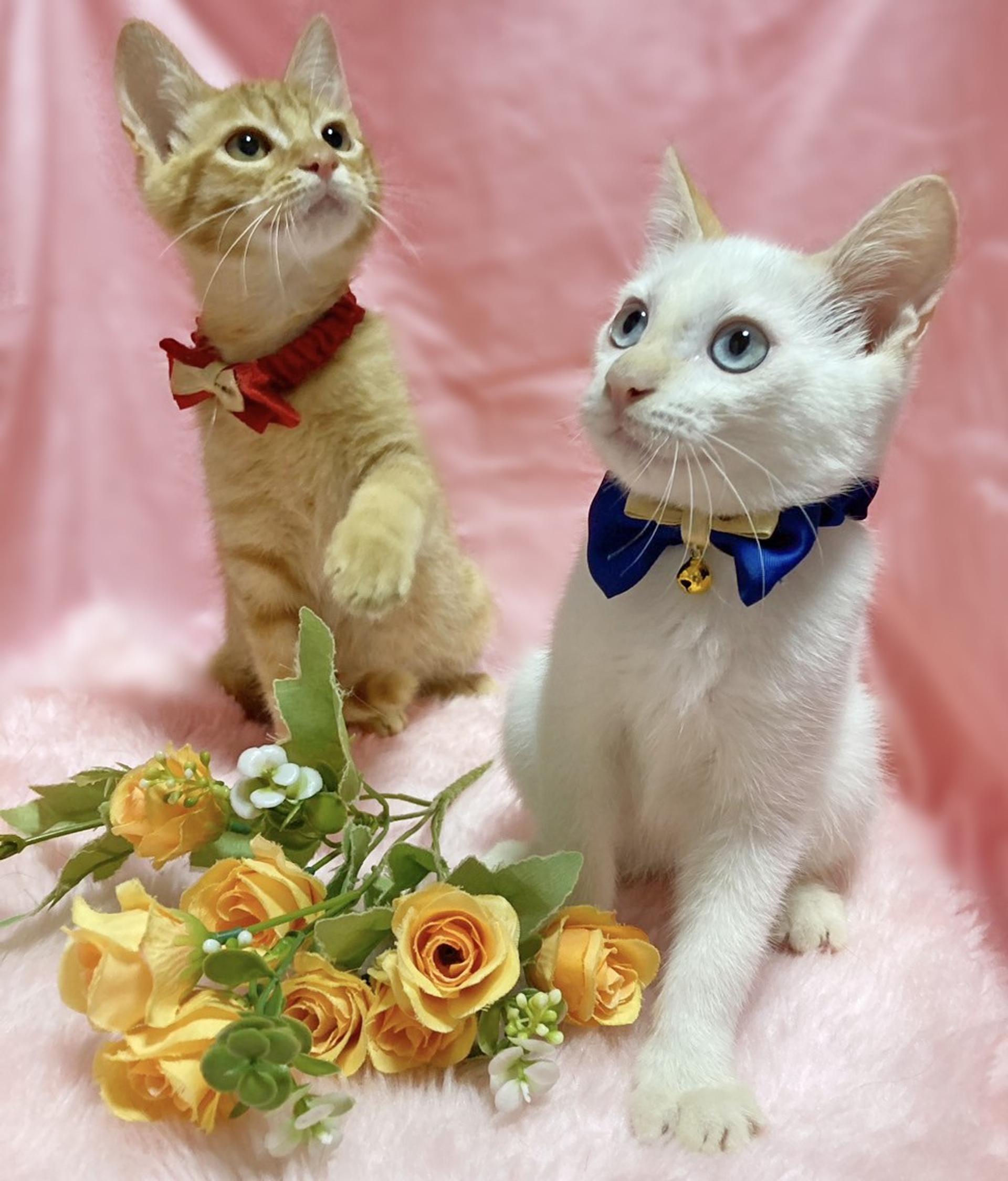 pet-image-4