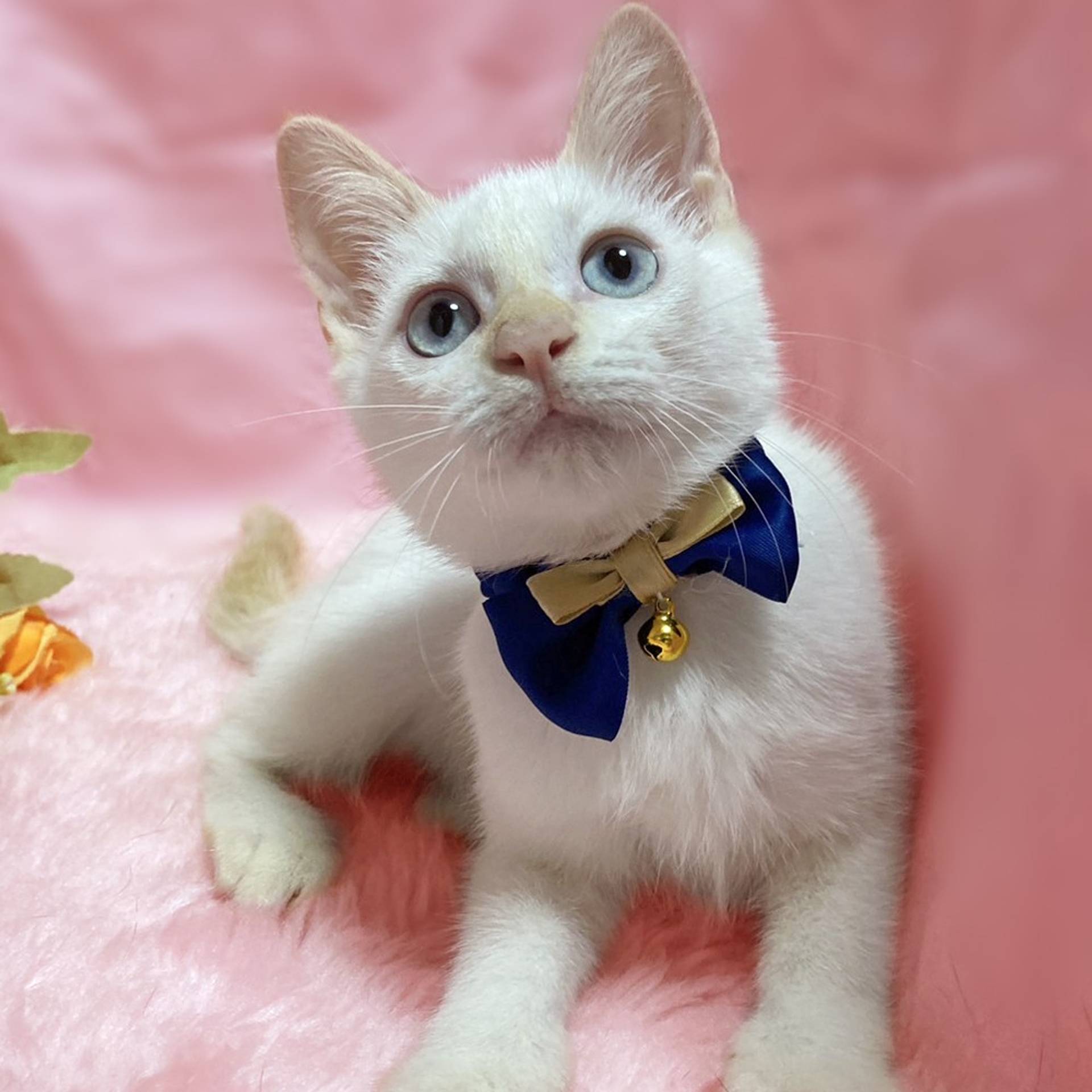 雑種（ミックス猫）・メスの里親募集の写真