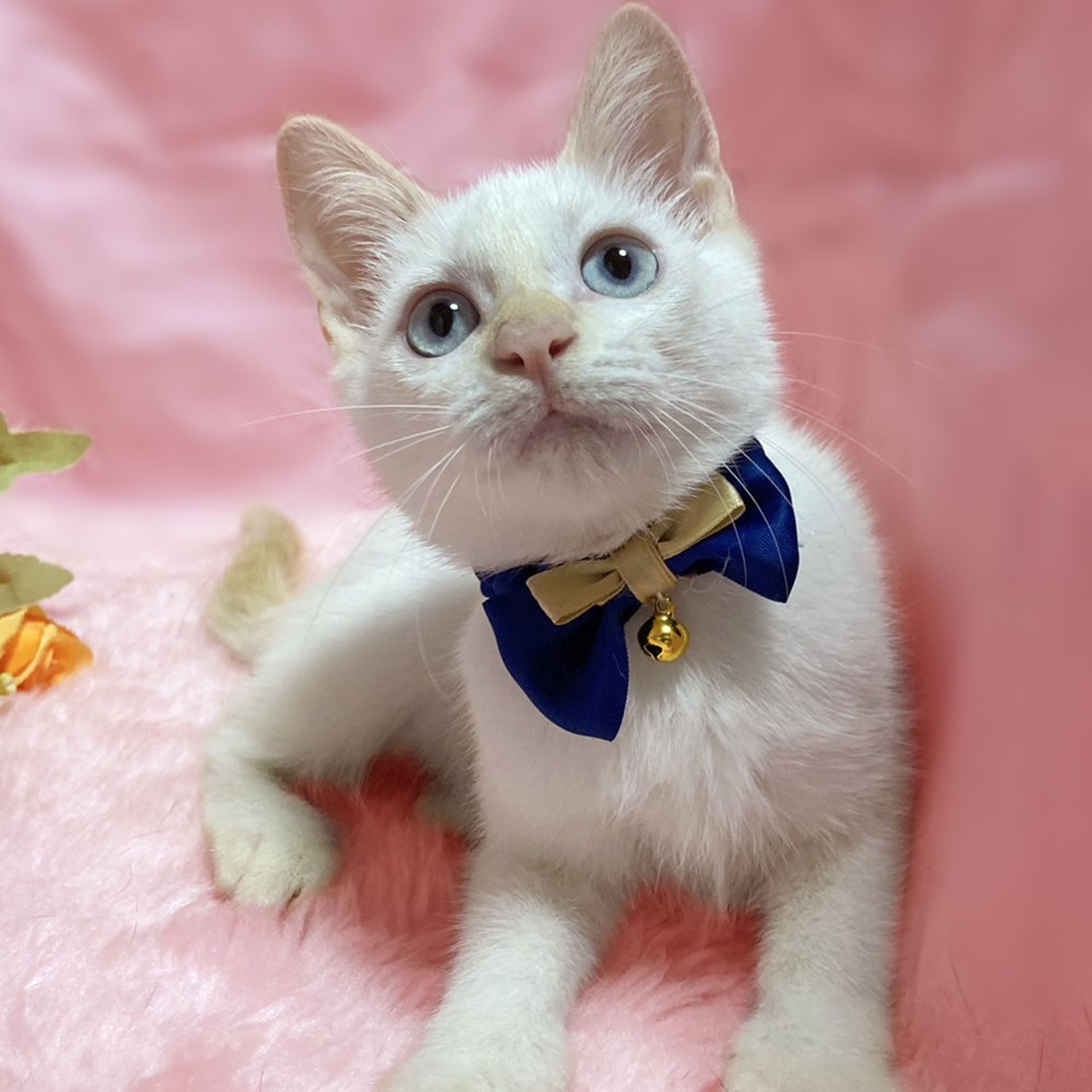 雑種（ミックス猫）・メスの里親募集の写真