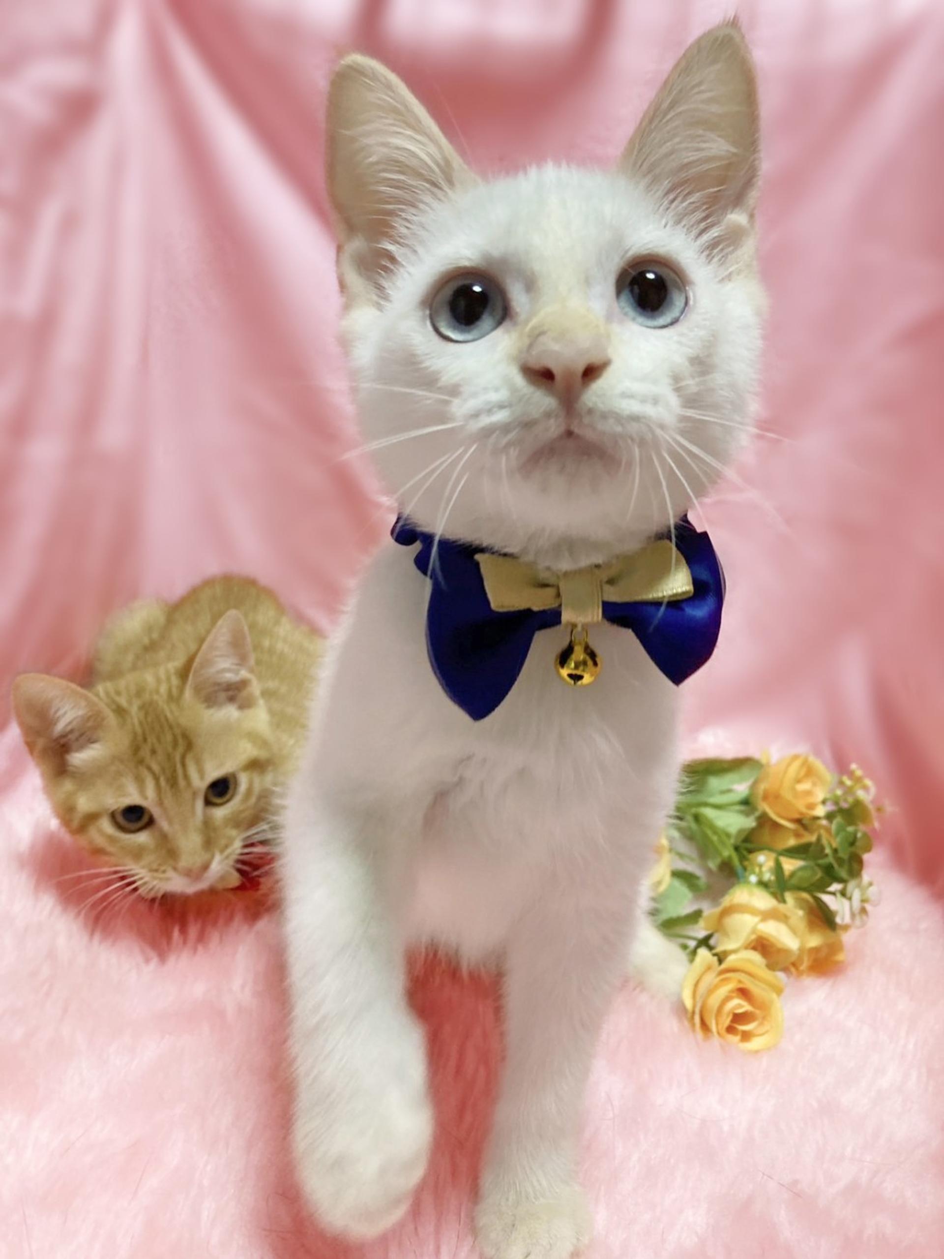 pet-image-6