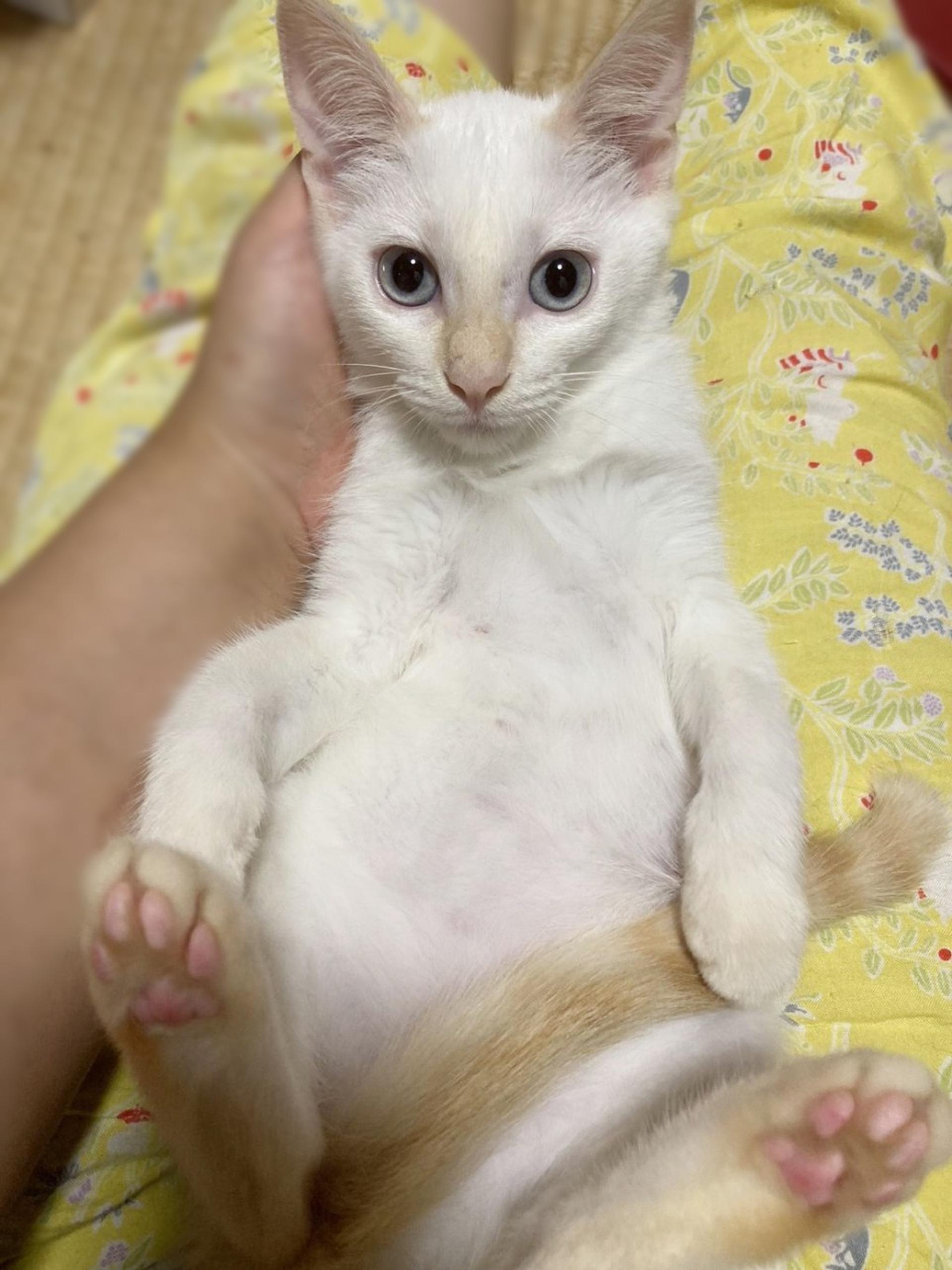 pet-image-3
