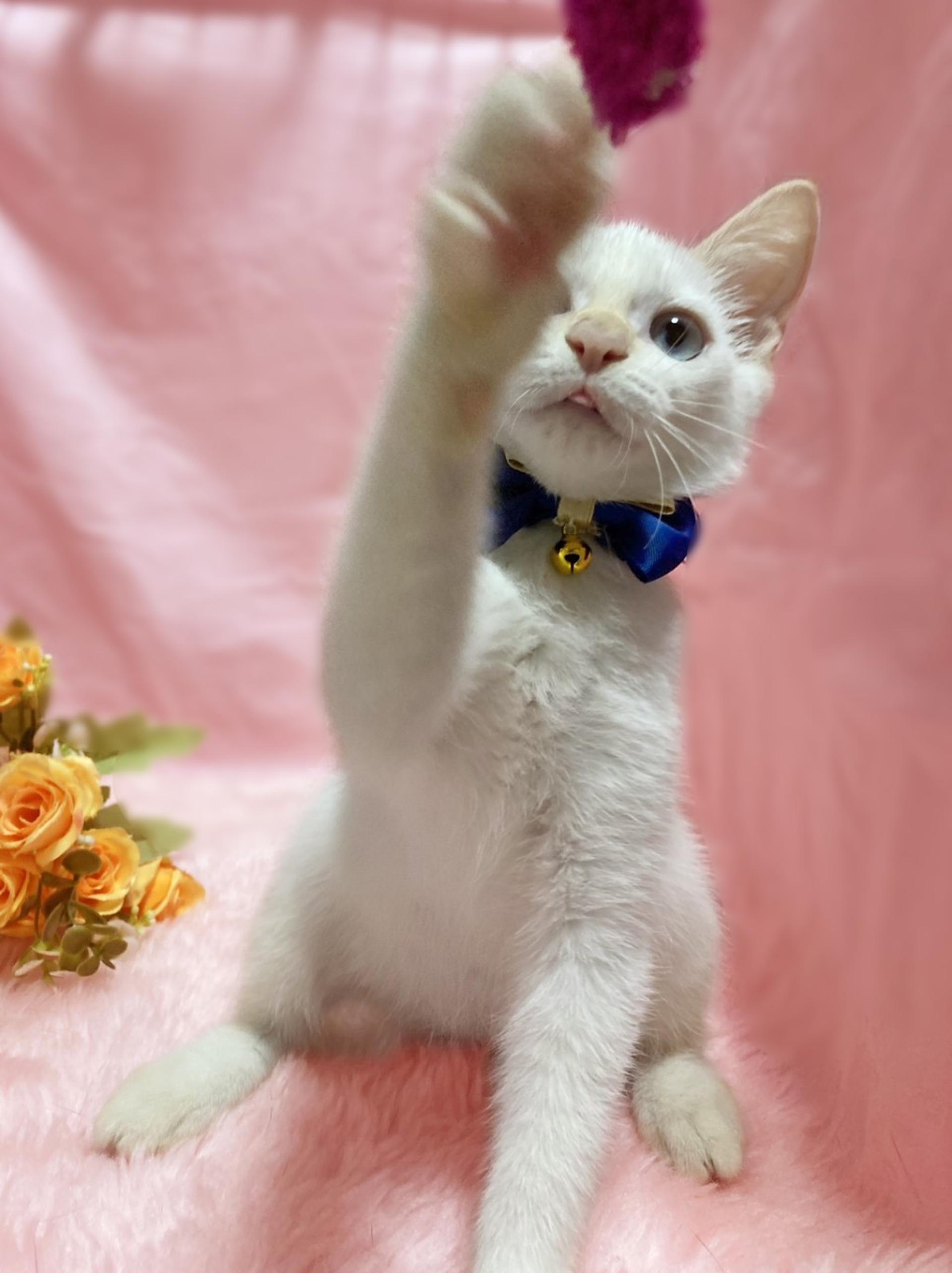 pet-image-5