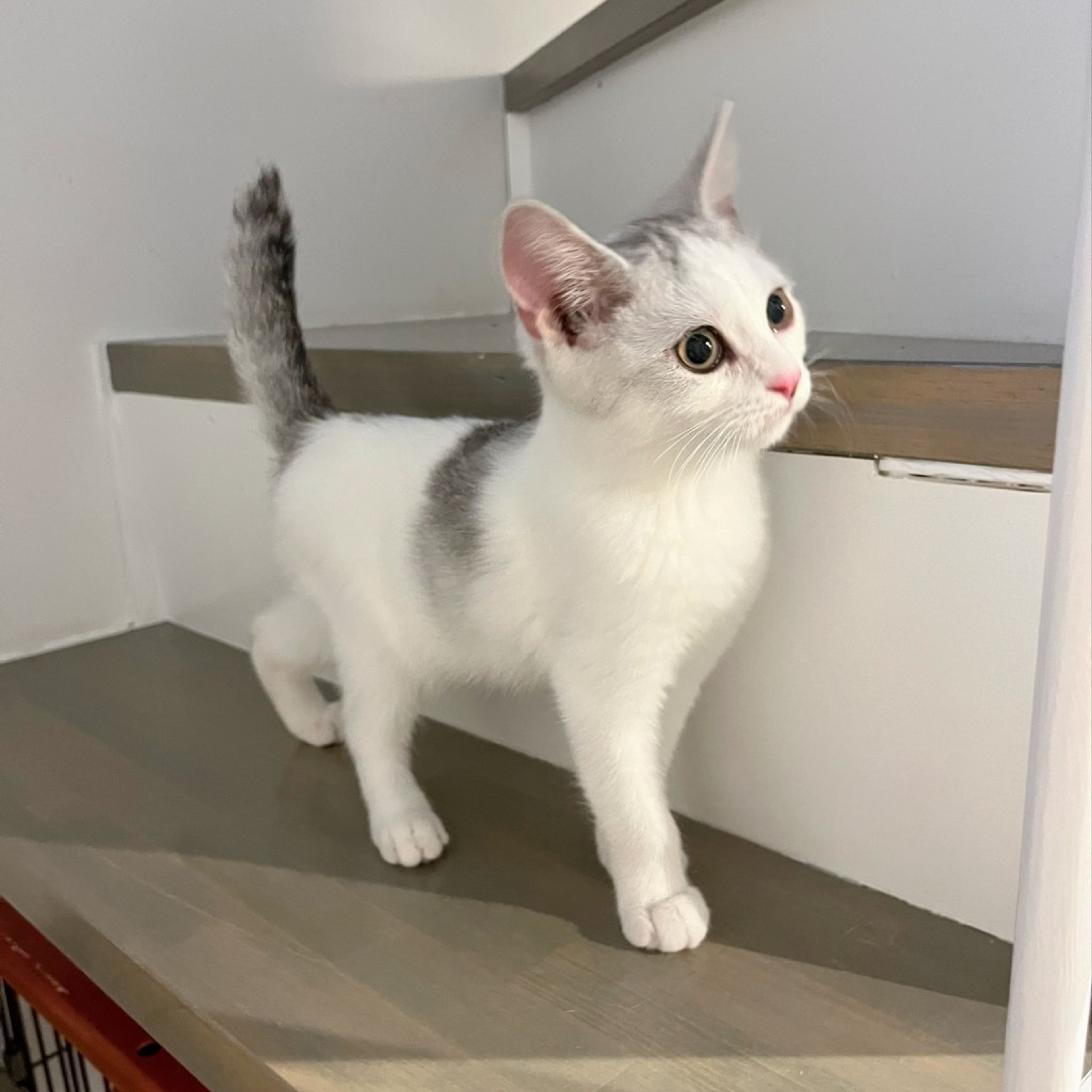 pet-image-4