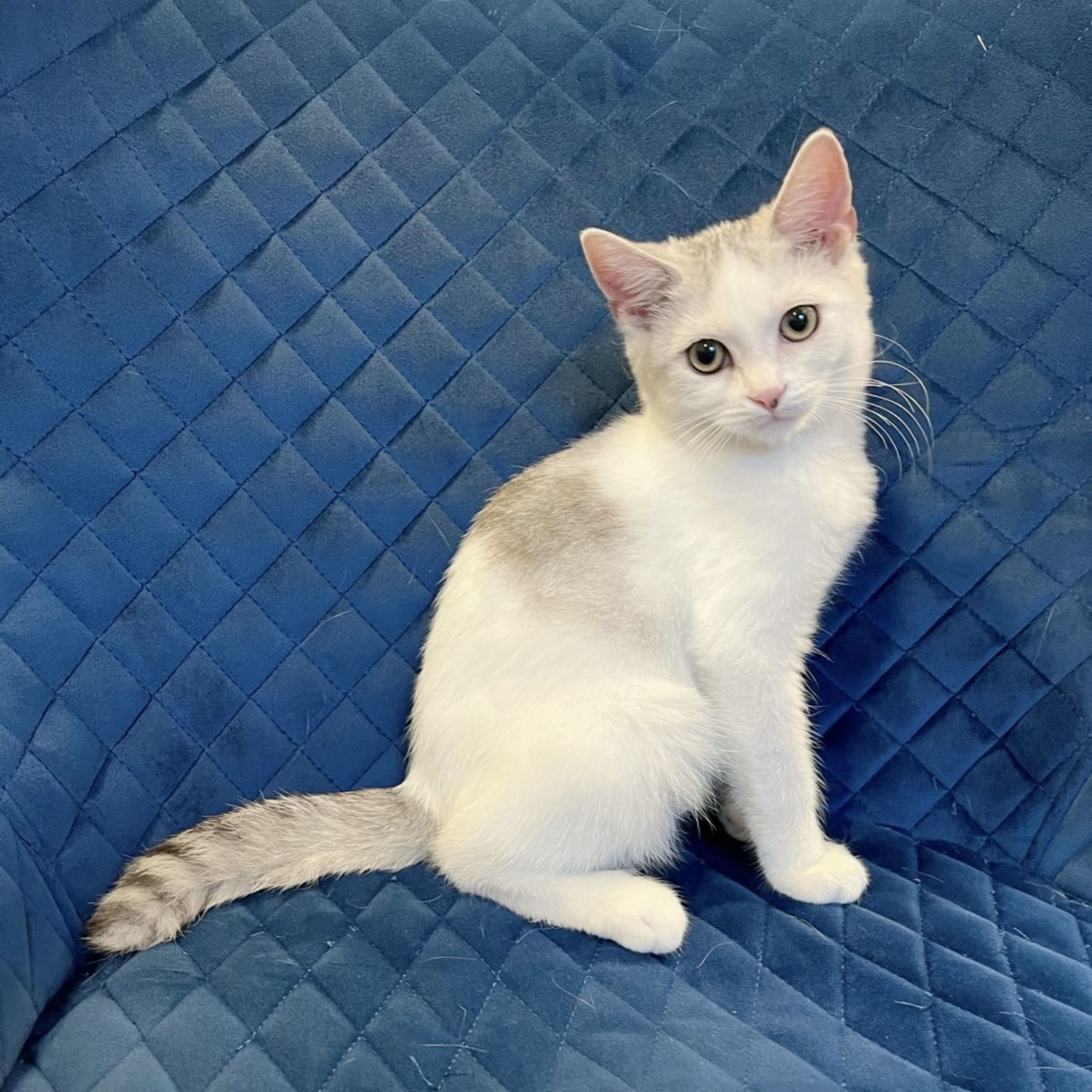pet-image-5