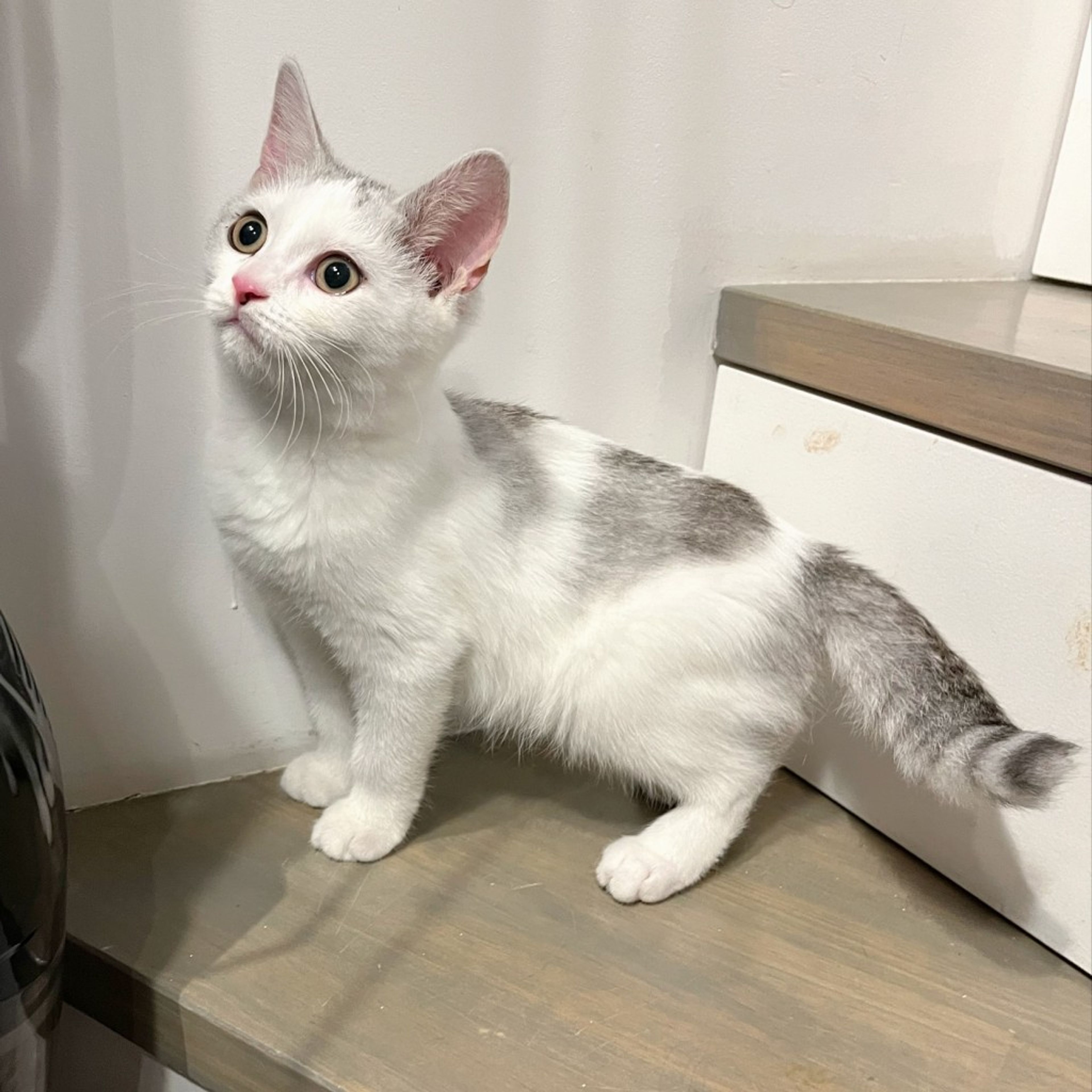 pet-image-6