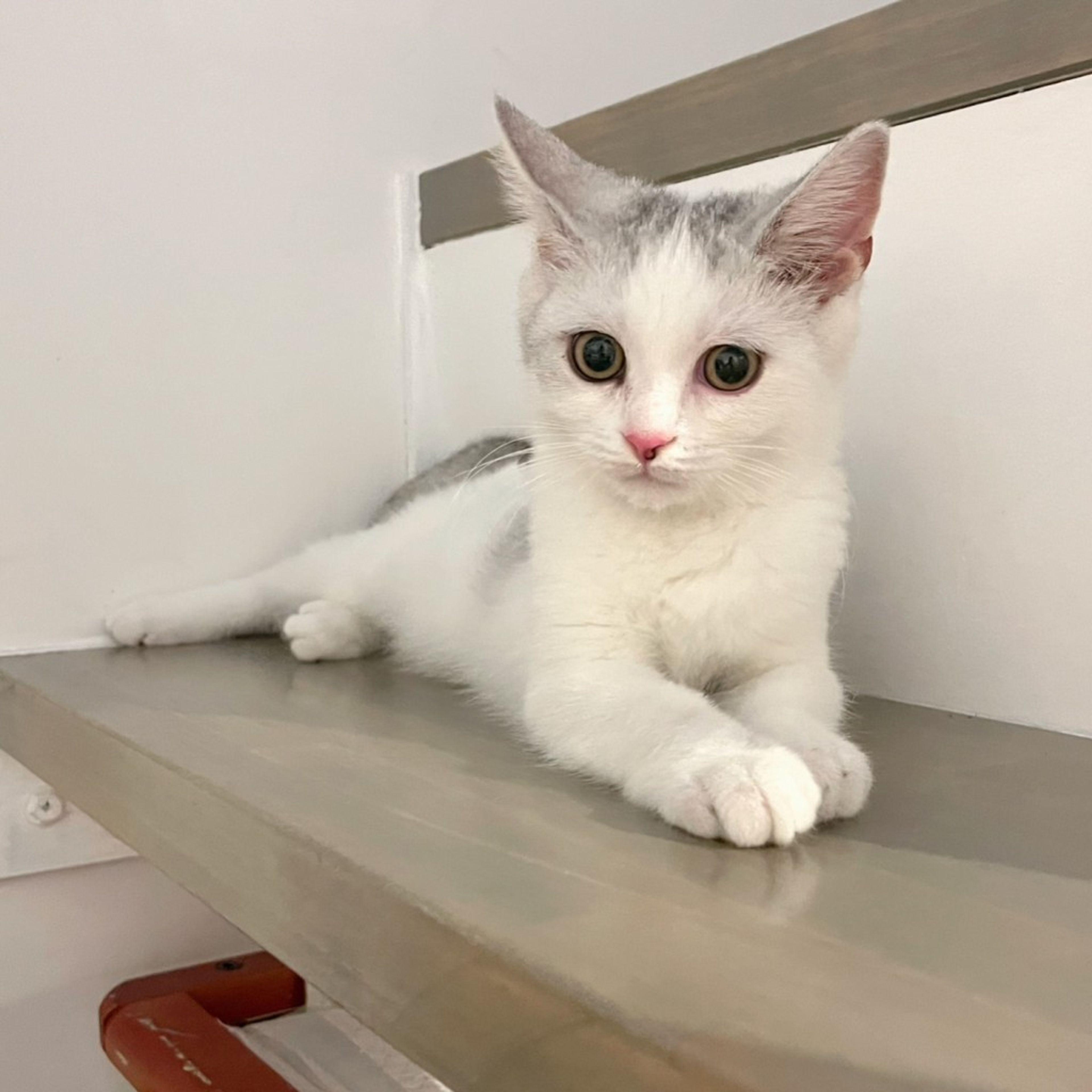 pet-image-7