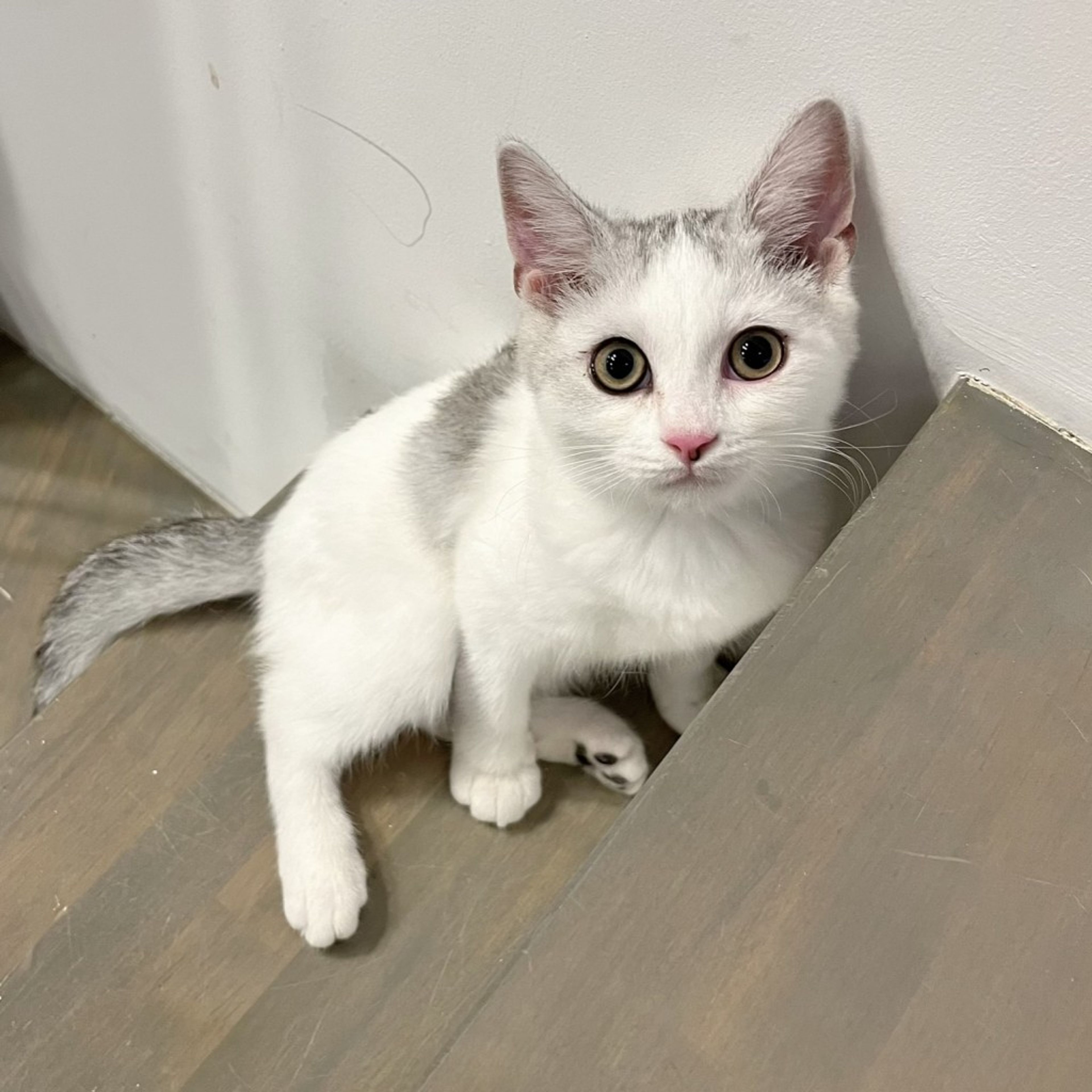 pet-image-3
