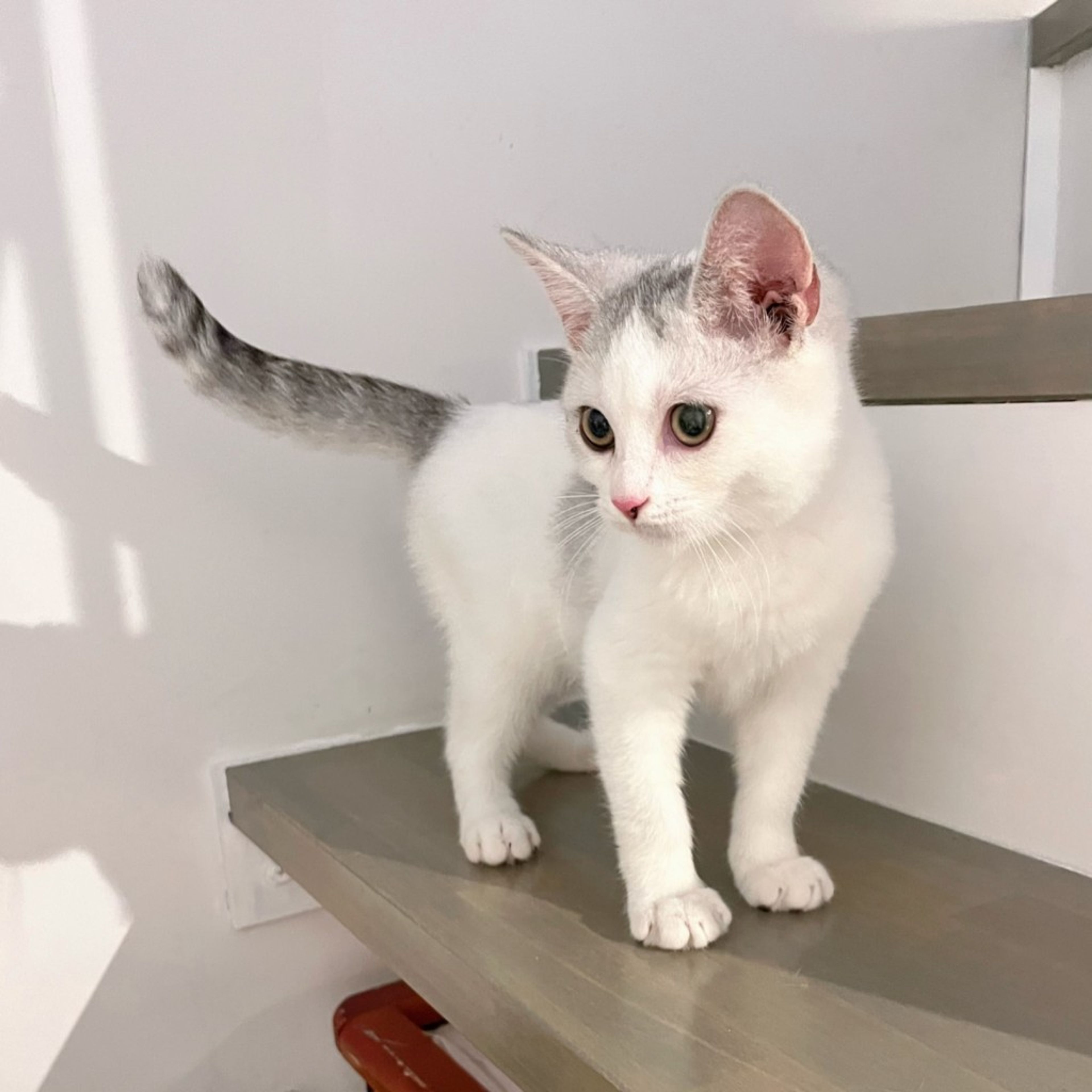 pet-image-8