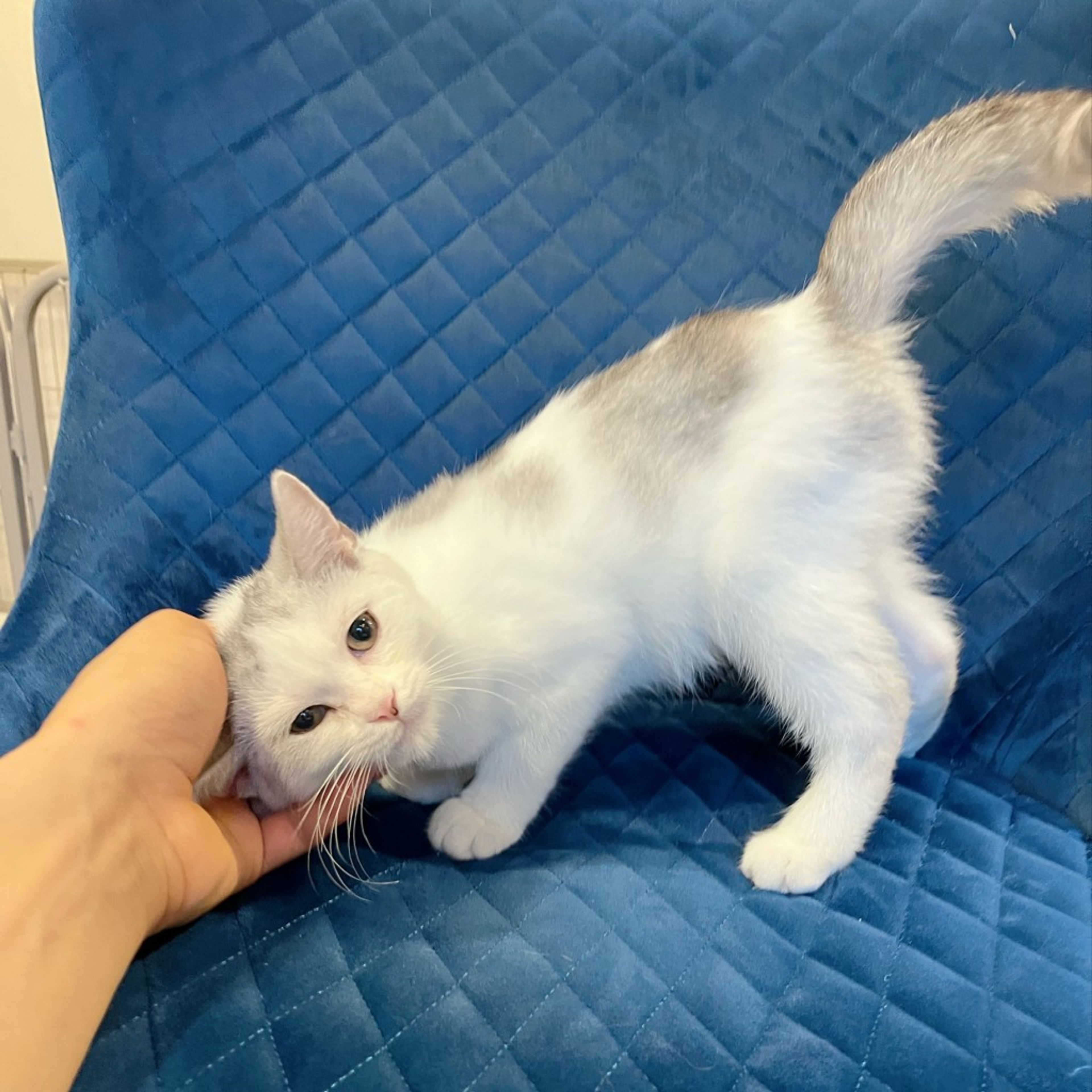 pet-image-9