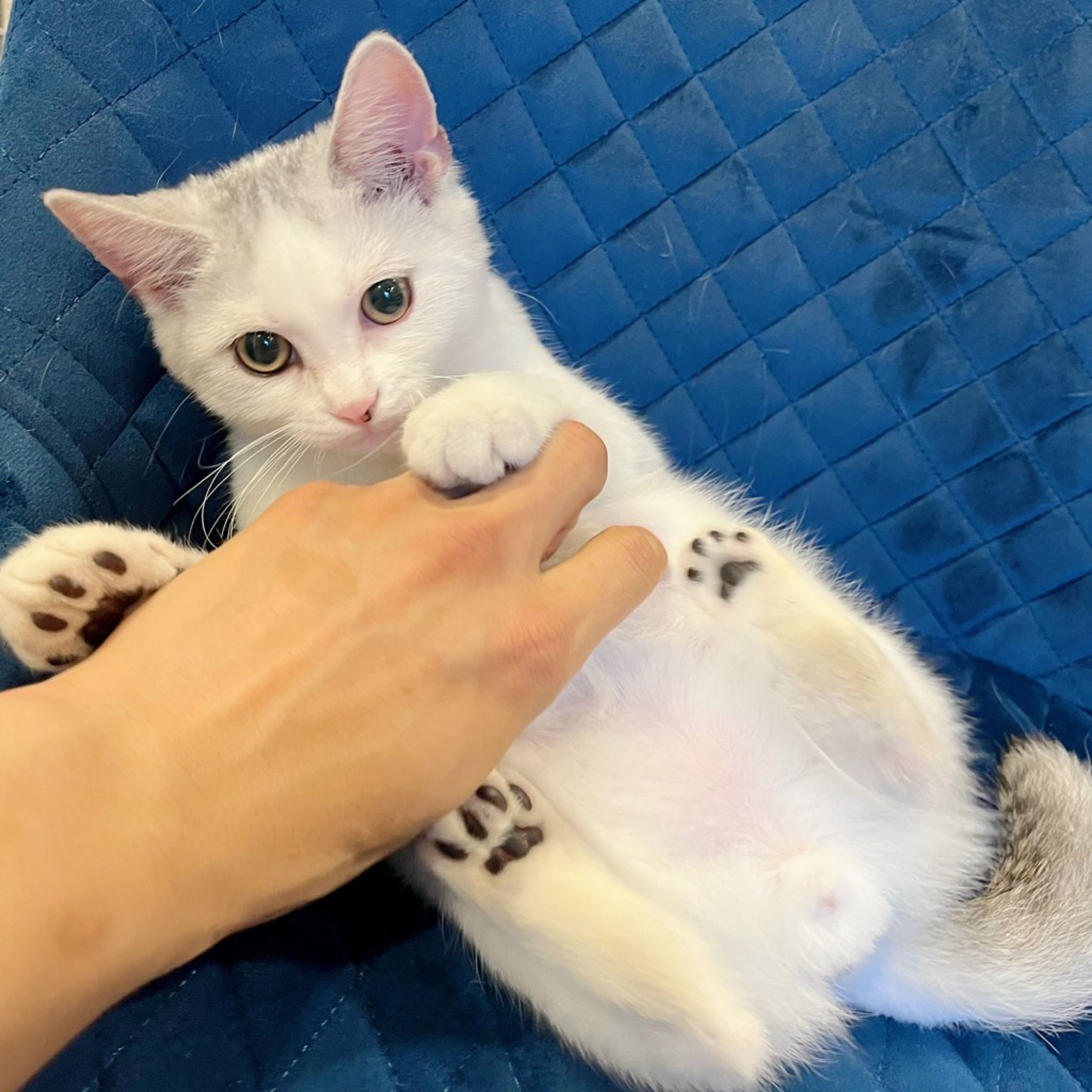 pet-image-10