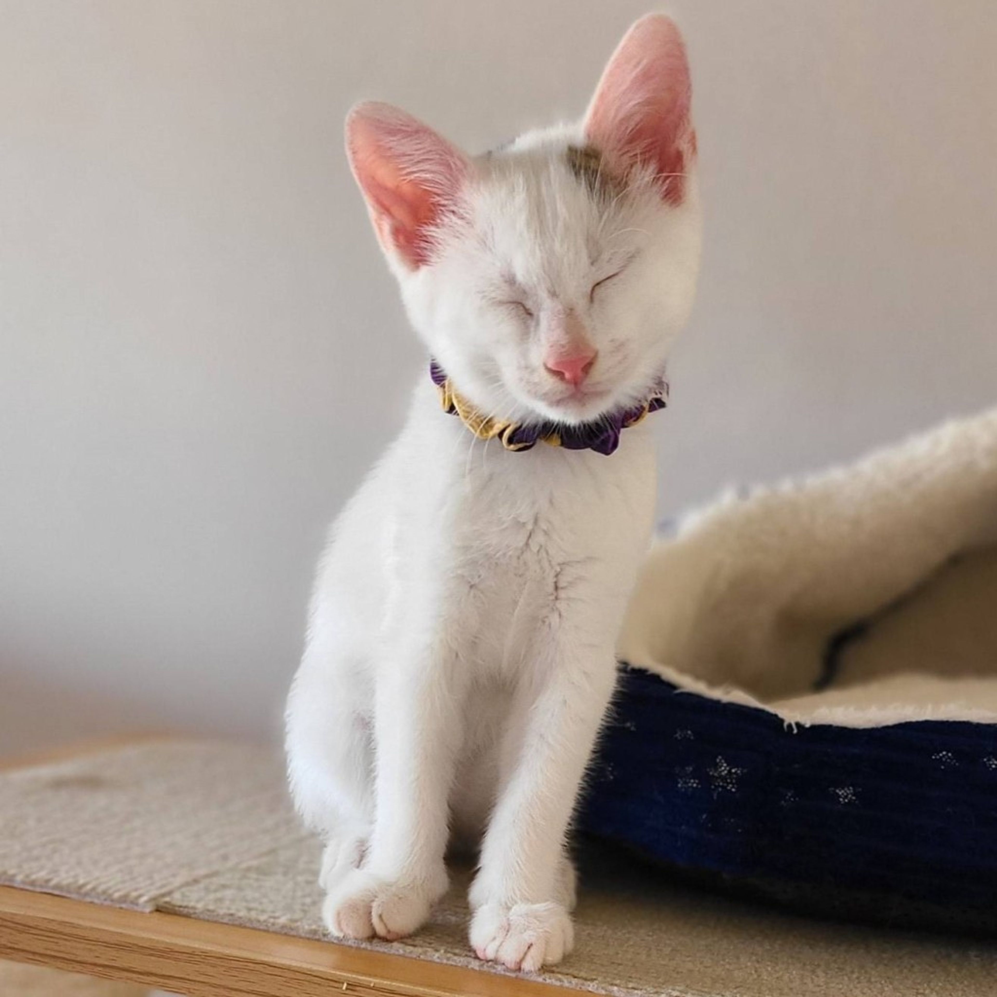 pet-image-4